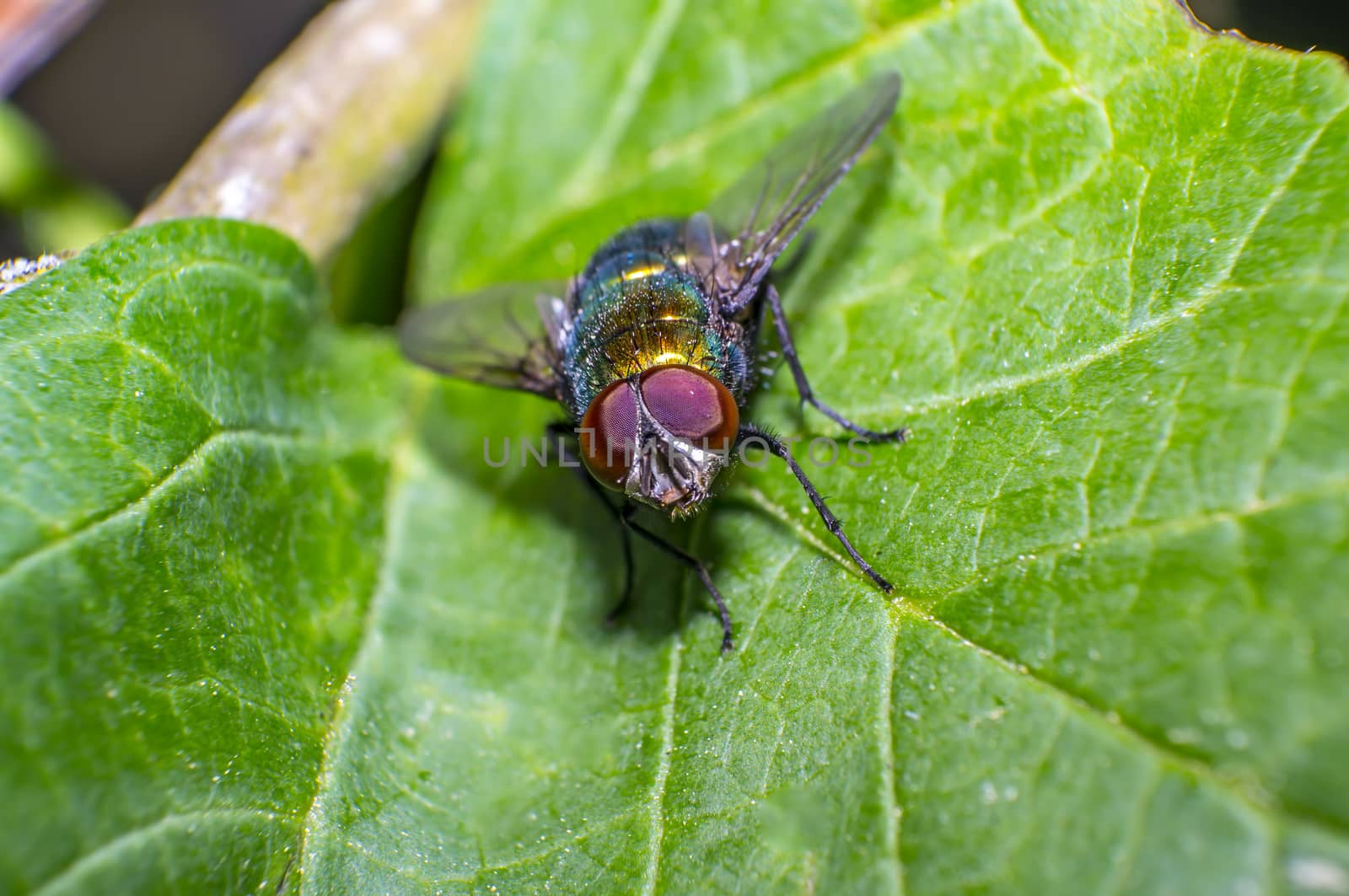 small fly on green leaf in fresh season nature