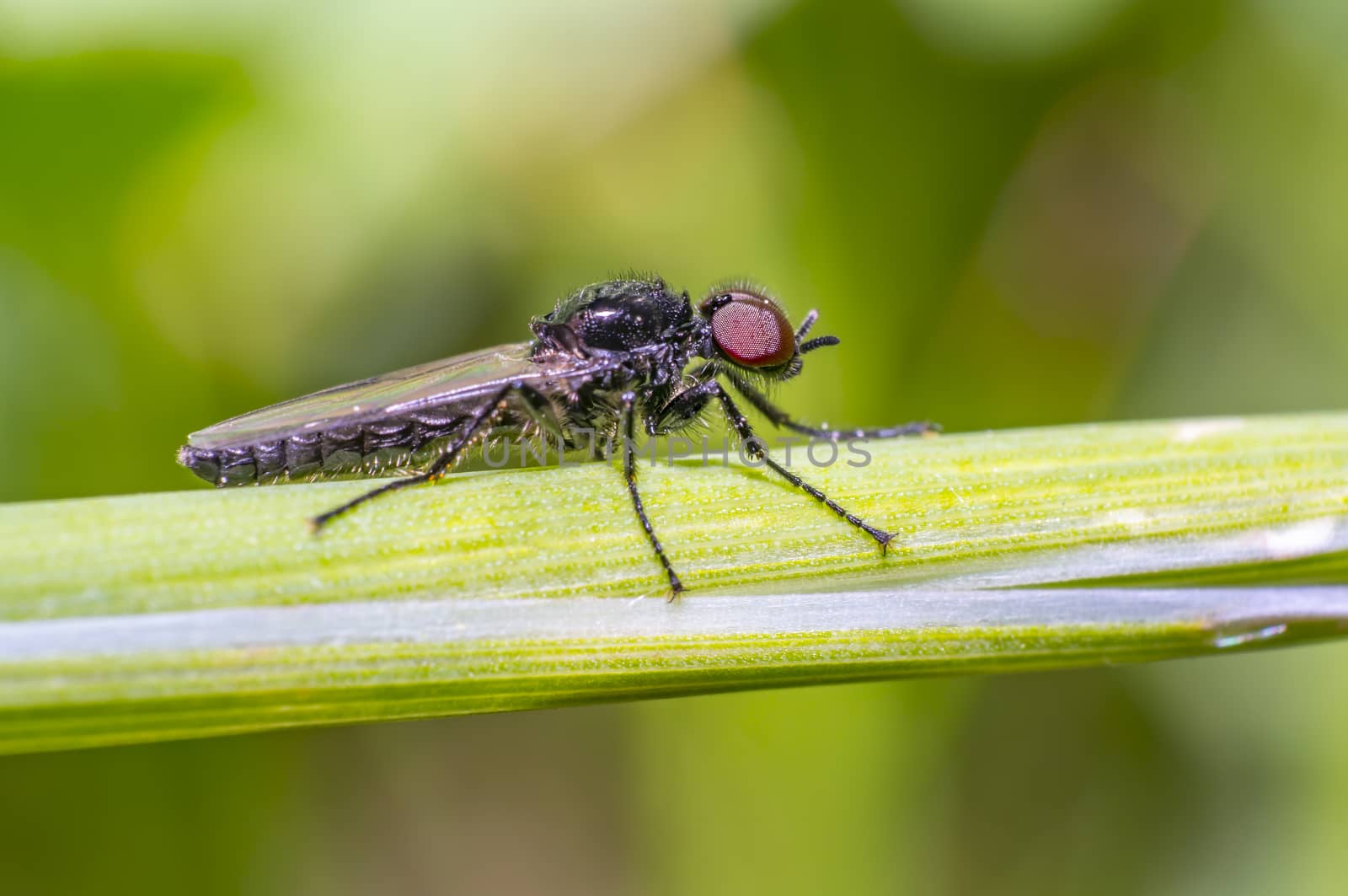 small fly on green grass in fresh season nature