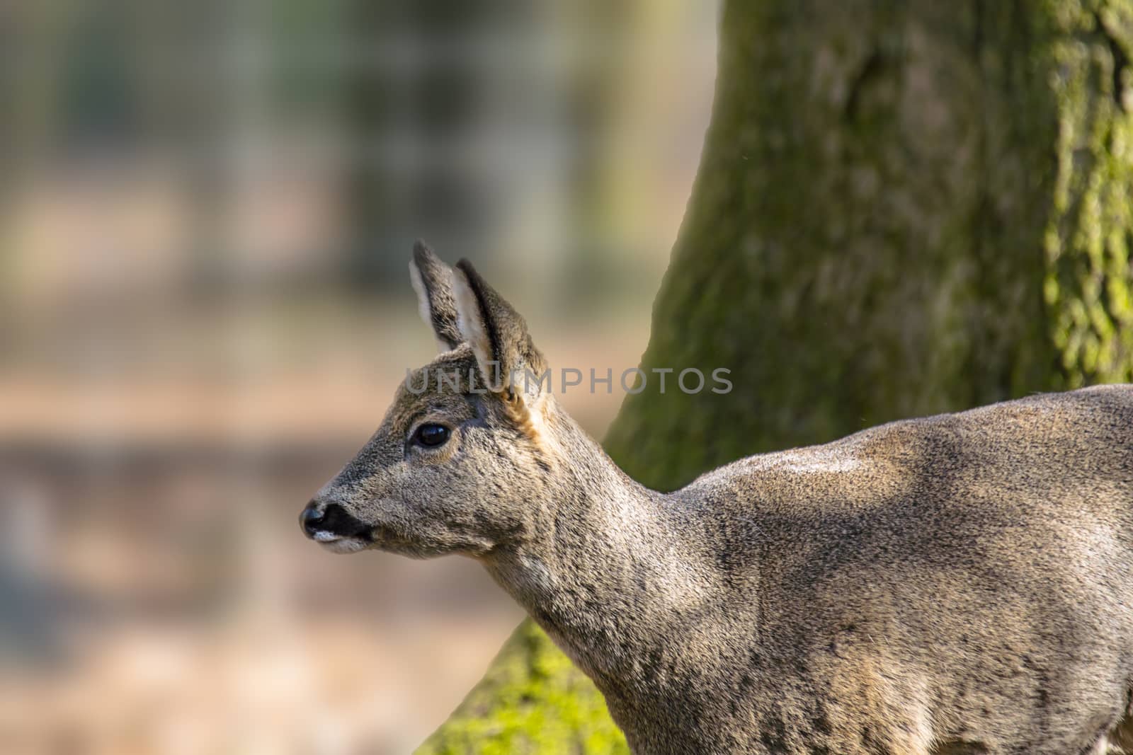 roe deer at field in the wild nature