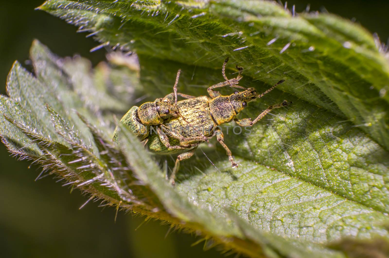 green golden beetle in nature season meadow