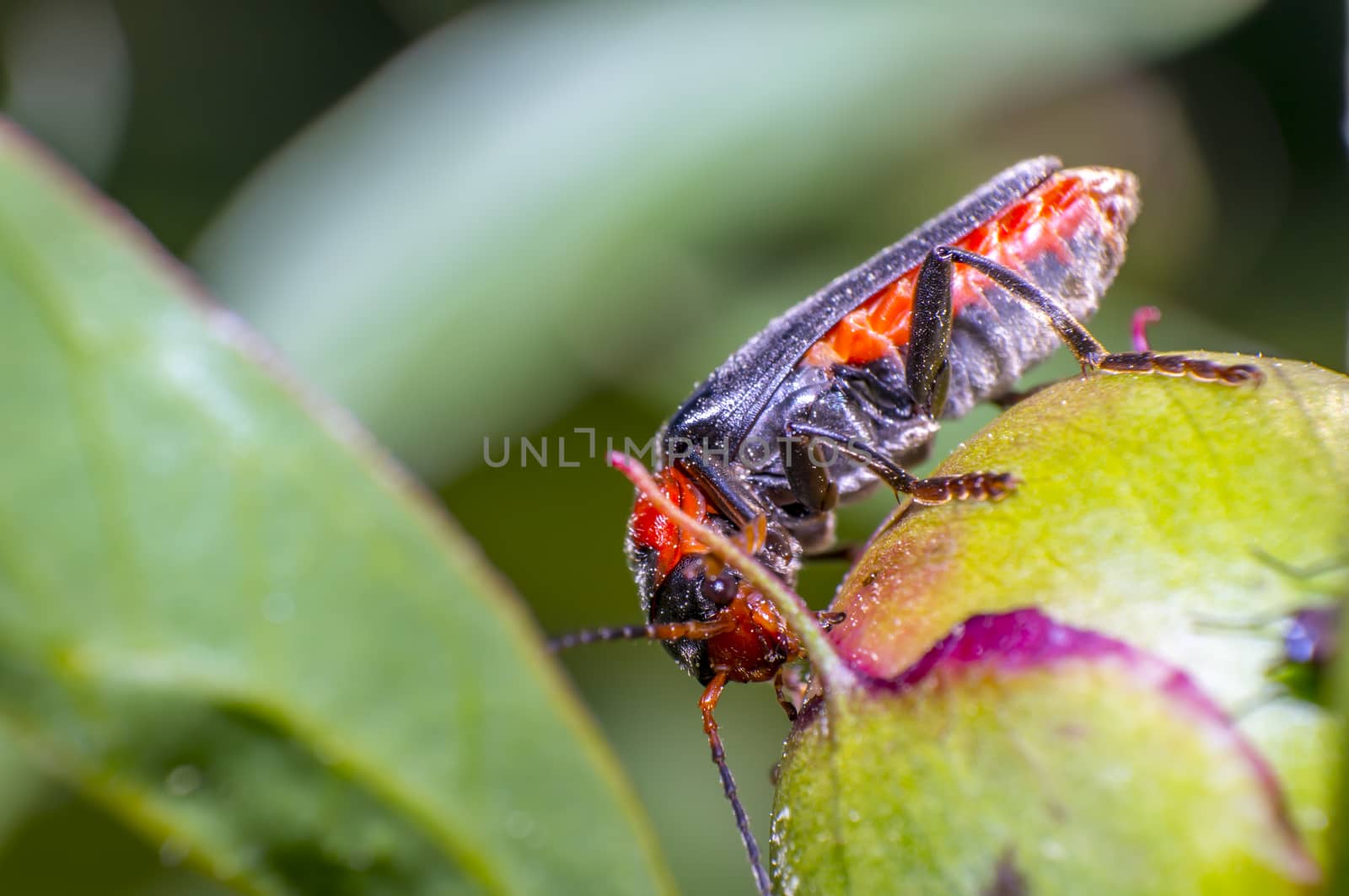 little beetle in the green nature season garden