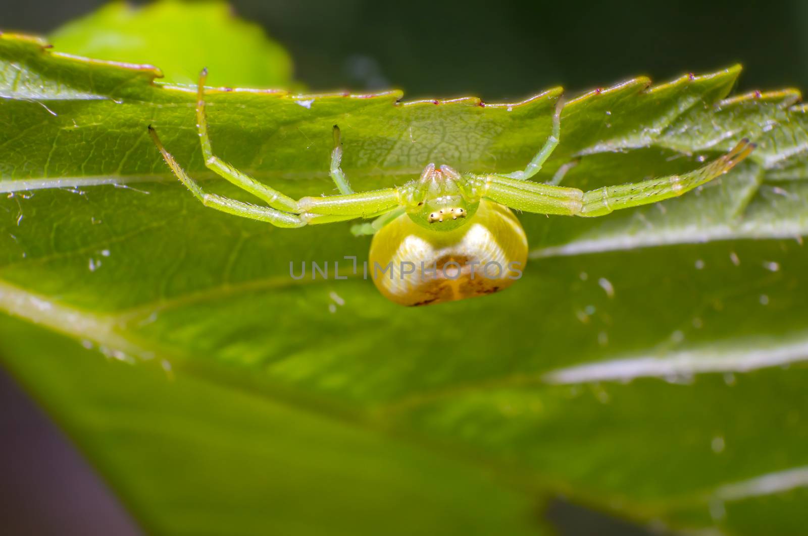 green pumpkin spider on cherry leaf in fresh season nature