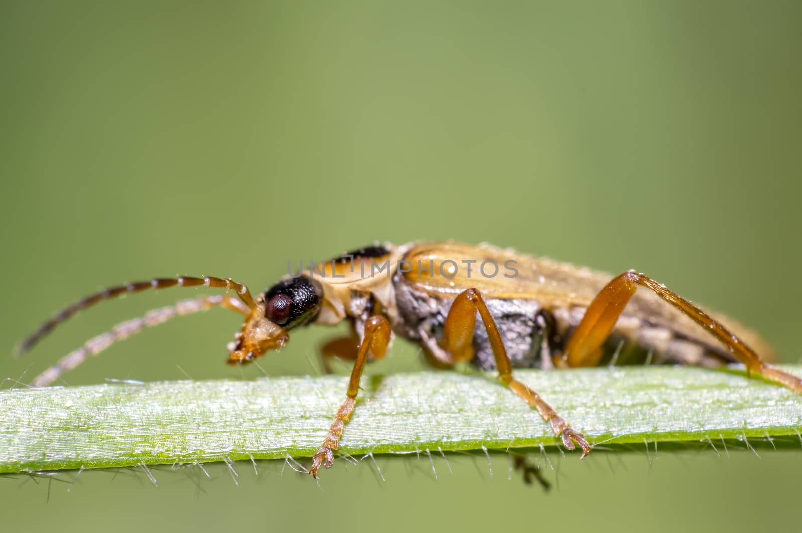 little beetle in the green nature season garden