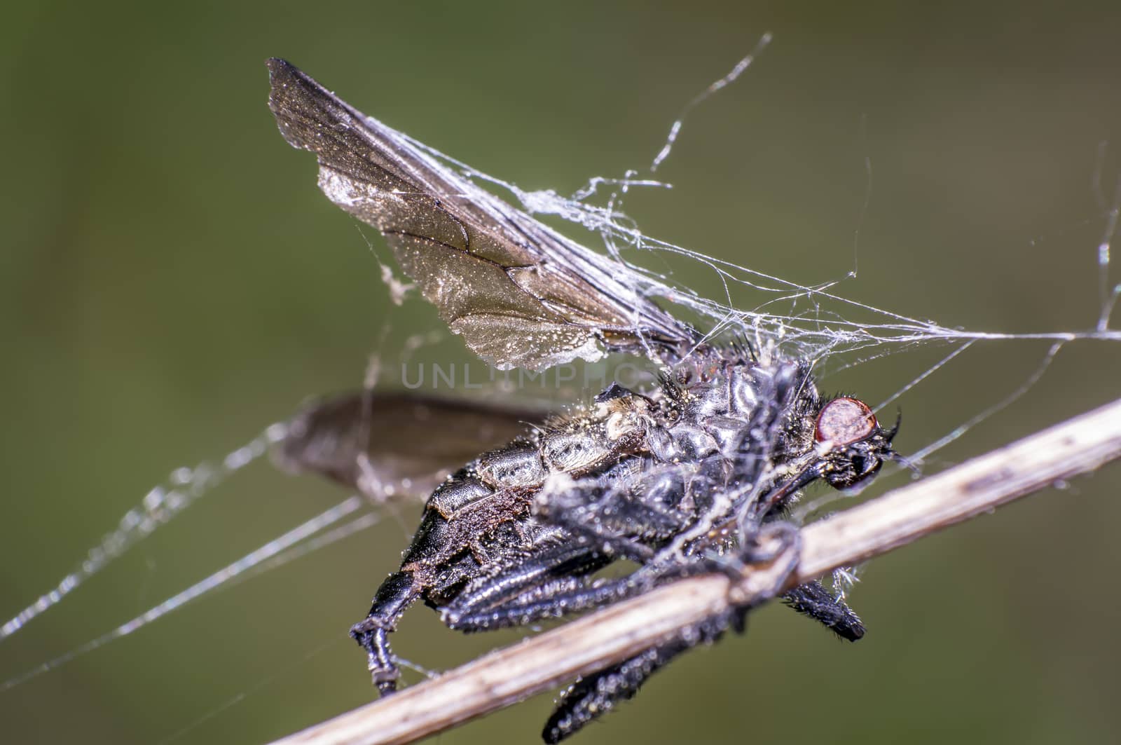 little fly at grass in the green nature season garden