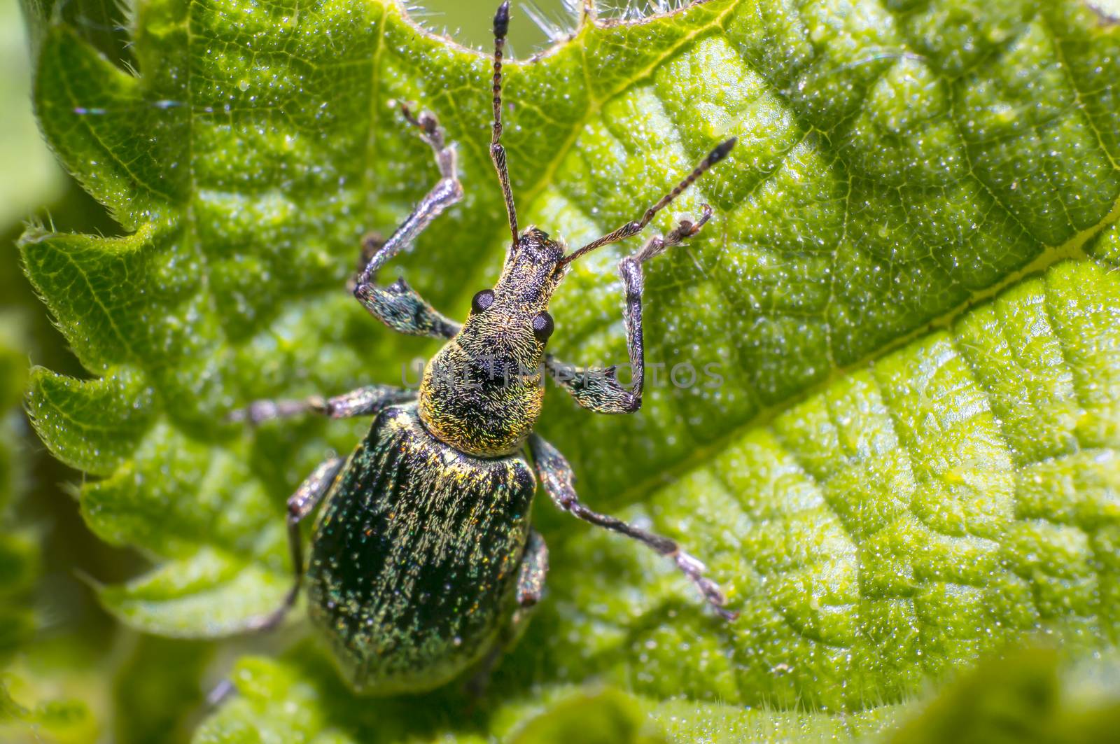 green golden beetle in nature season meadow