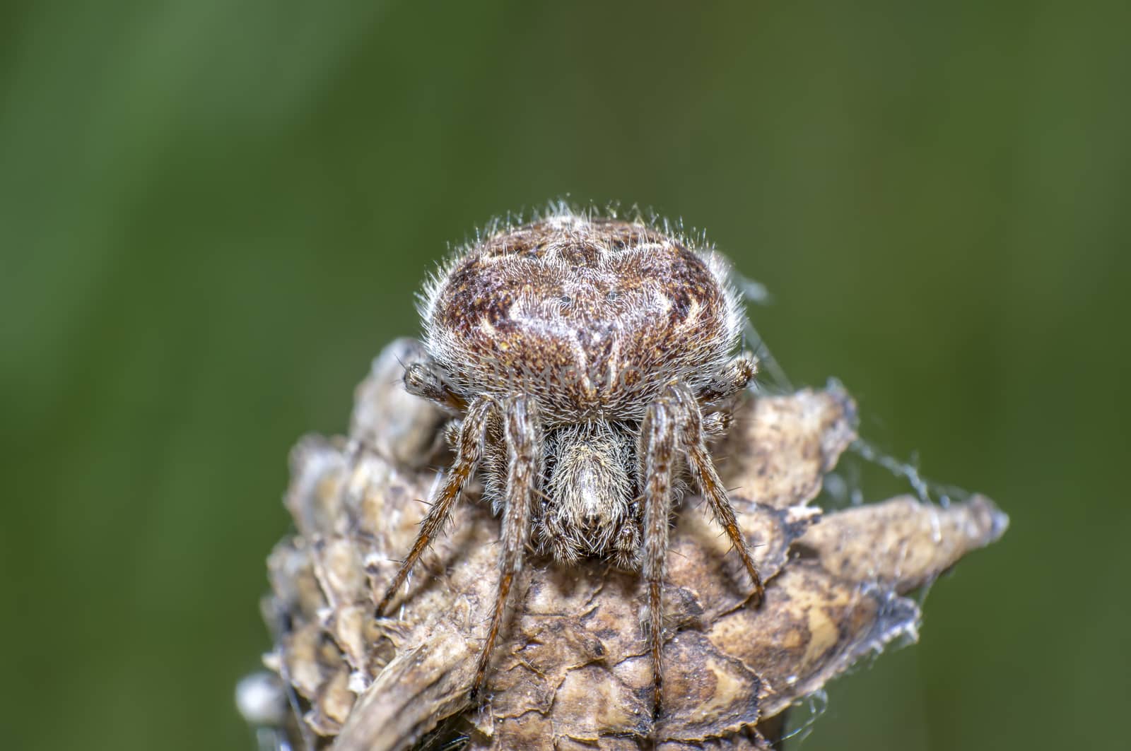 little spider is camouflage in the green nature season garden