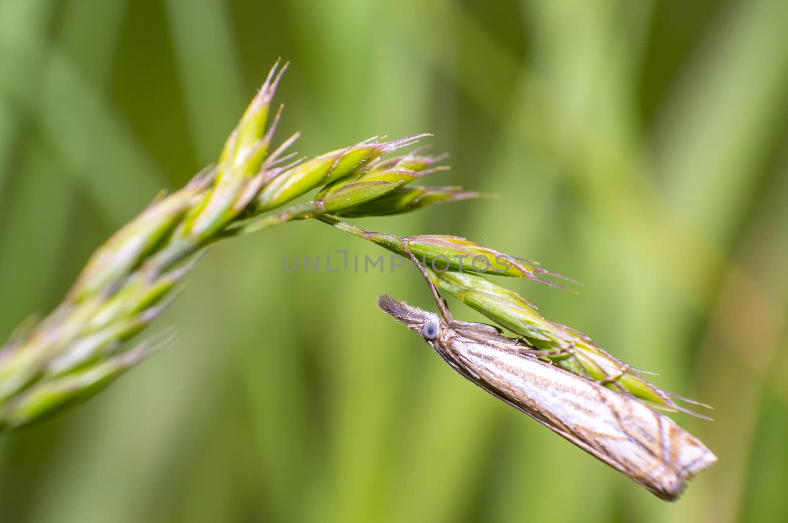 small moth is hanging around on green grass in fresh season nature
