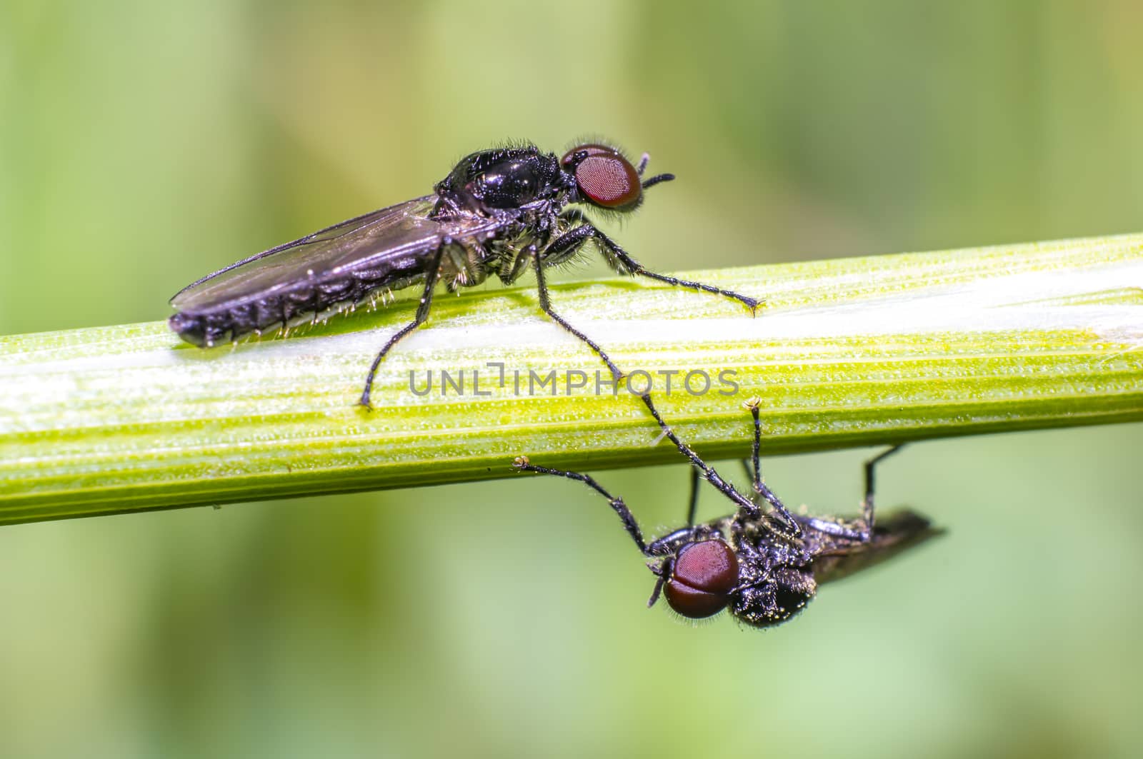 small flys talking on green grass in fresh season nature