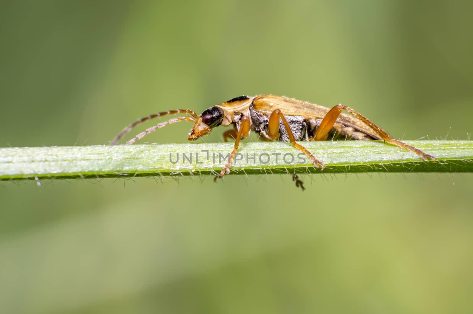 little beetle in the green nature season garden
