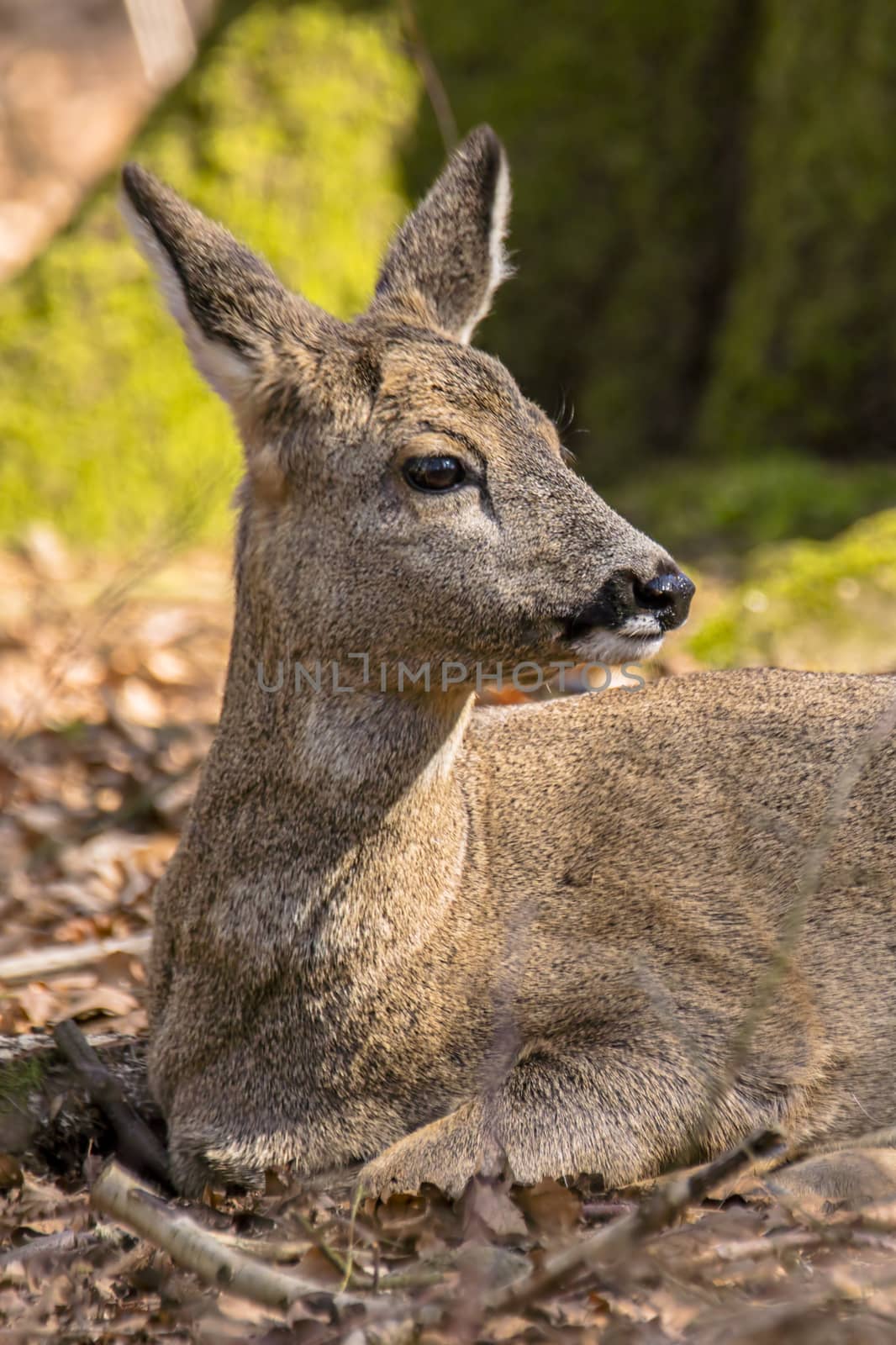 roe deer at field in the wild nature