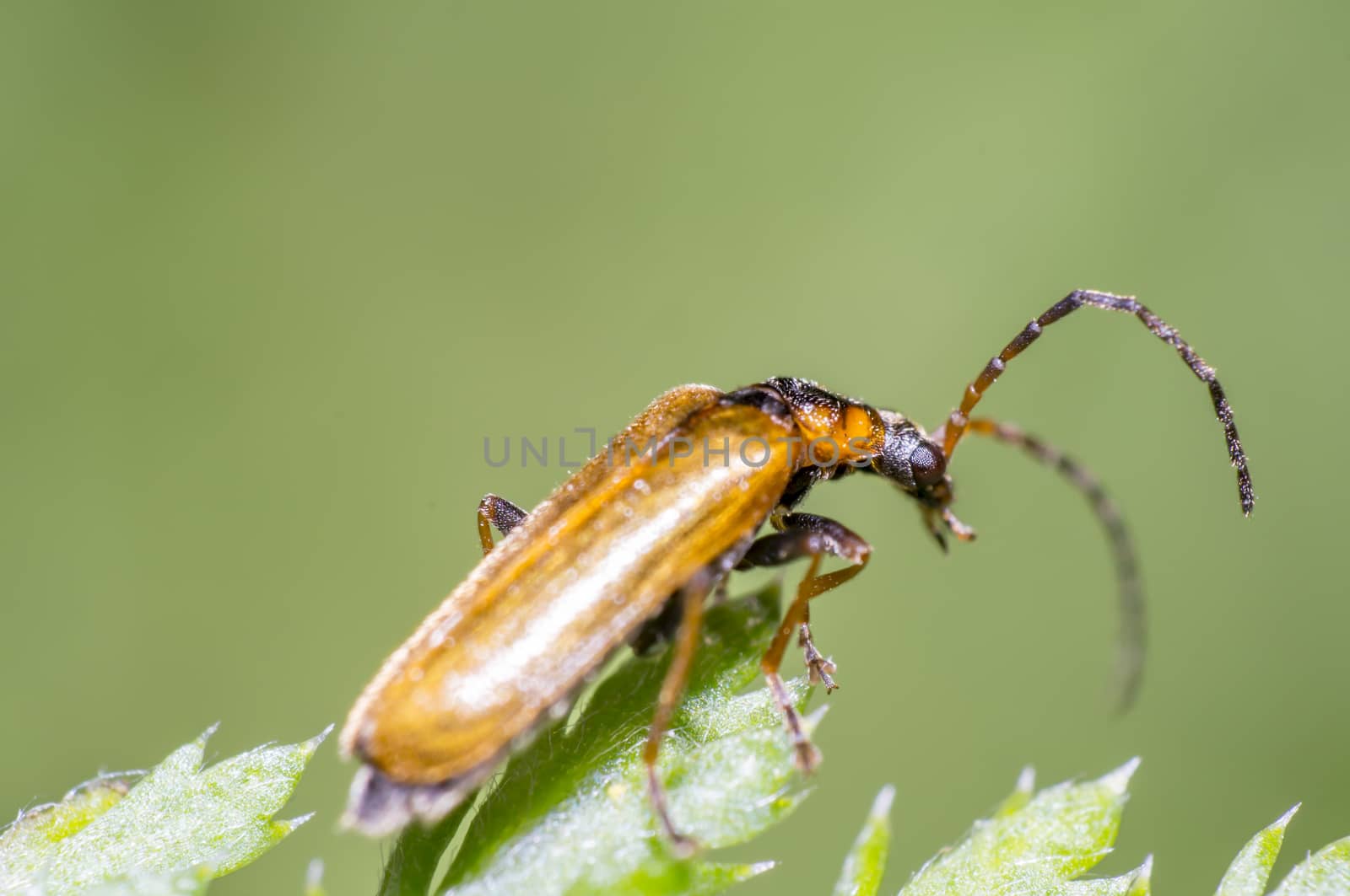 little beetle in the green nature season garden