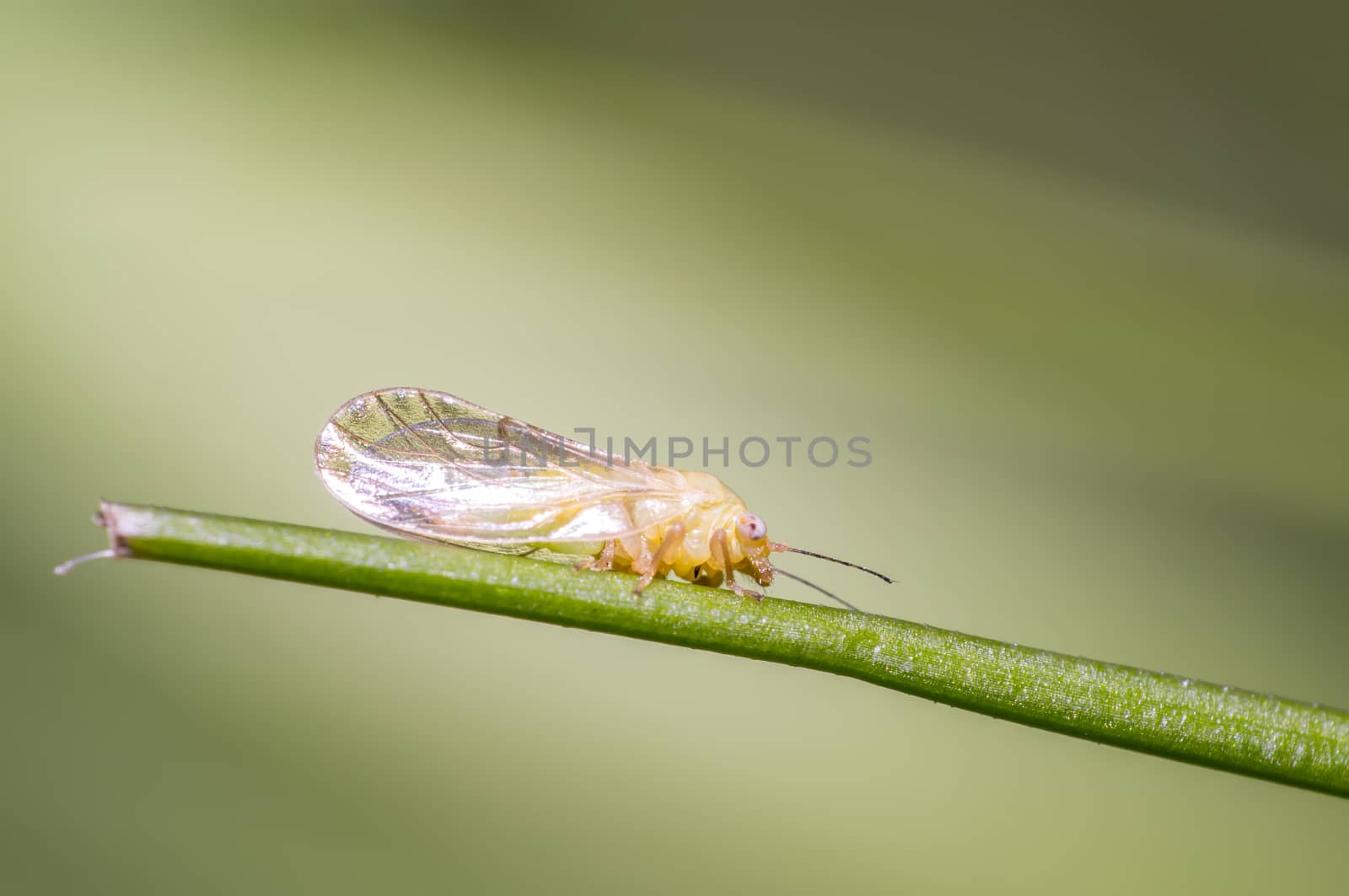 small cicada in the green nature season garden
