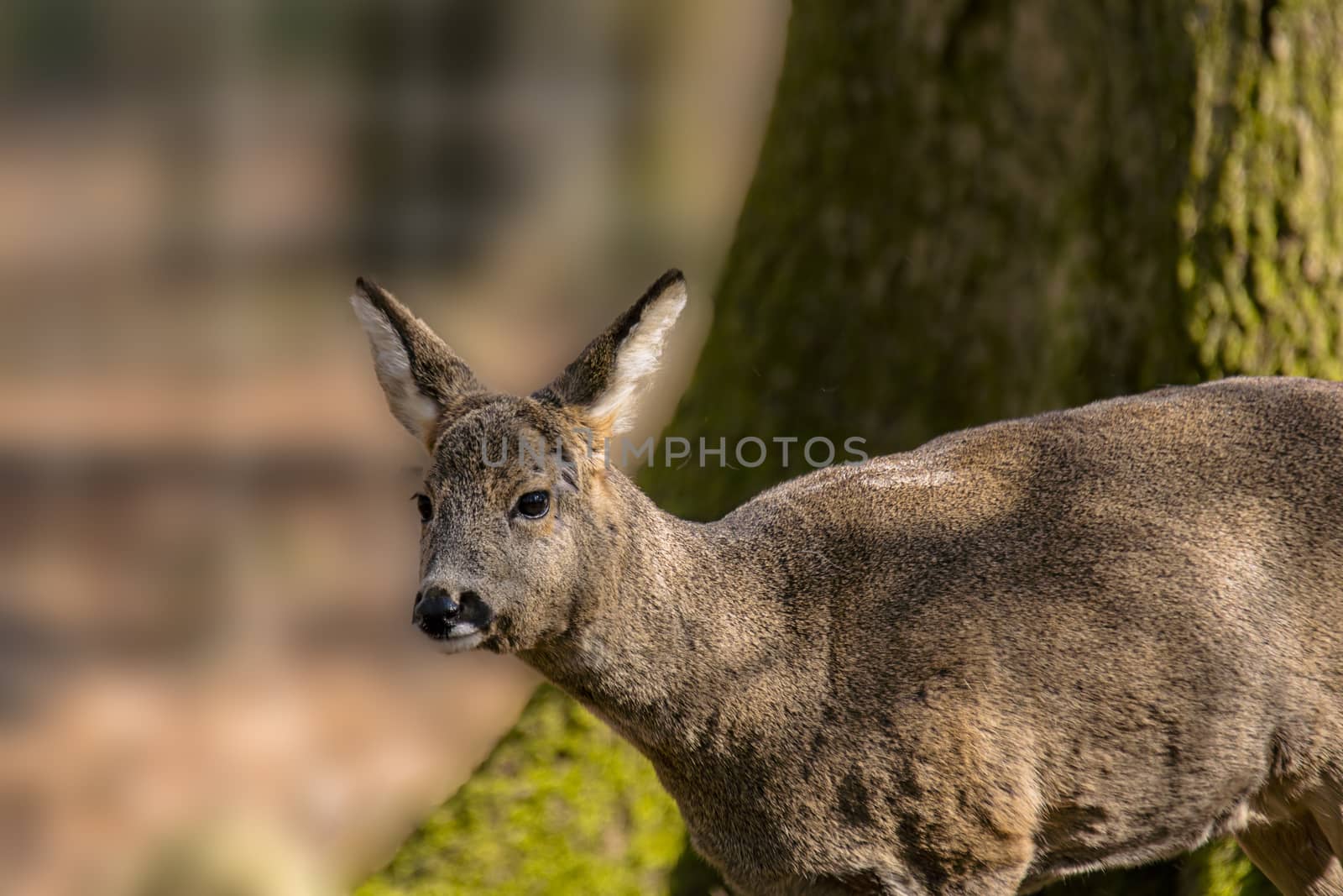 roe deer at field in the wild nature