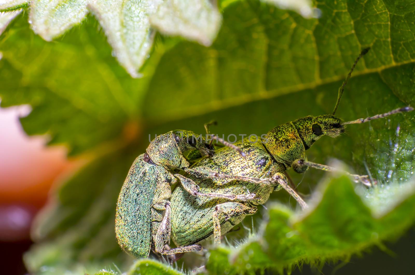 green golden beetle in nature season meadow