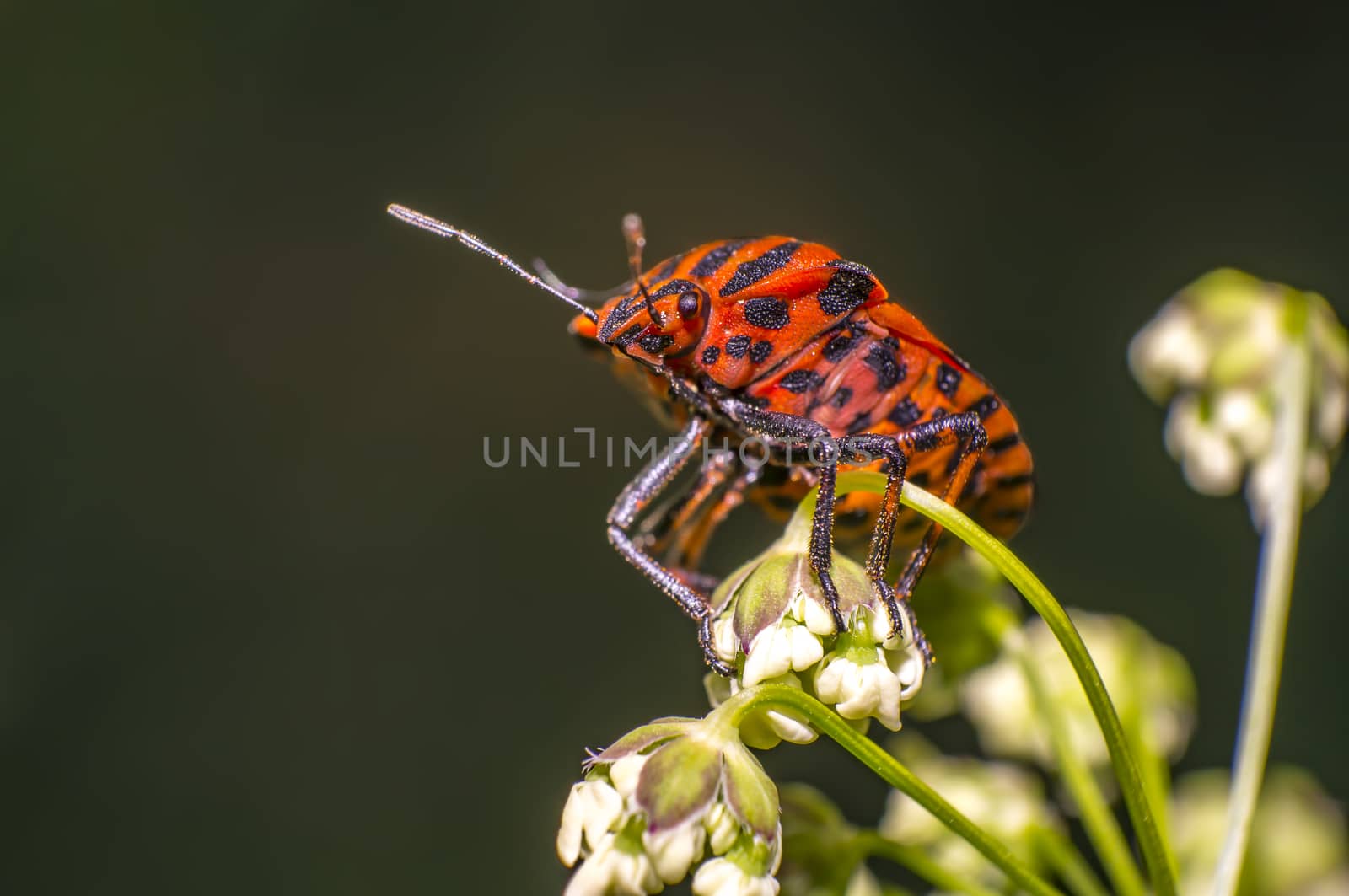 red black striped bug on blade of grass