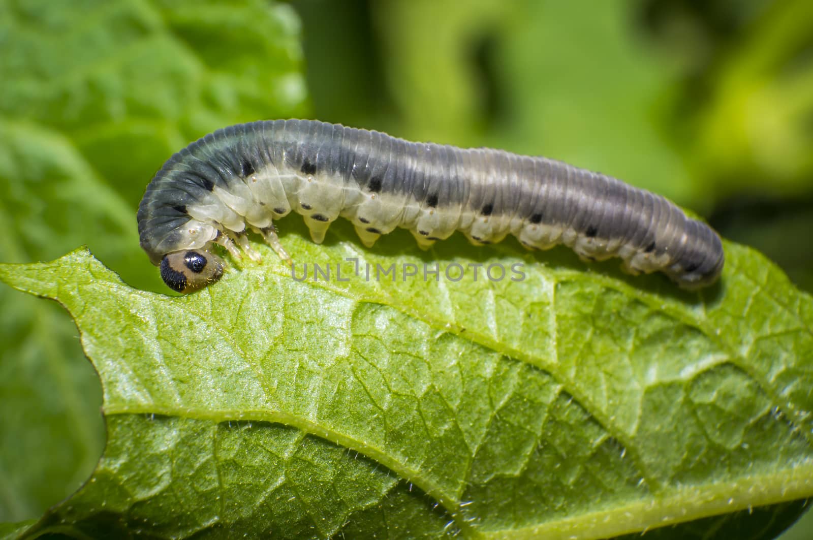 small colorful caterpillar on green leaf in blooming nature
