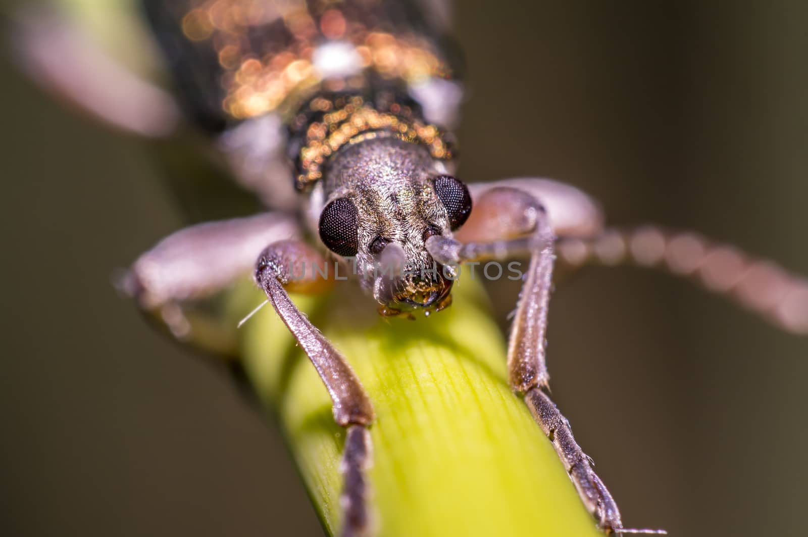 small iridescent glittering beetle on blade of grass