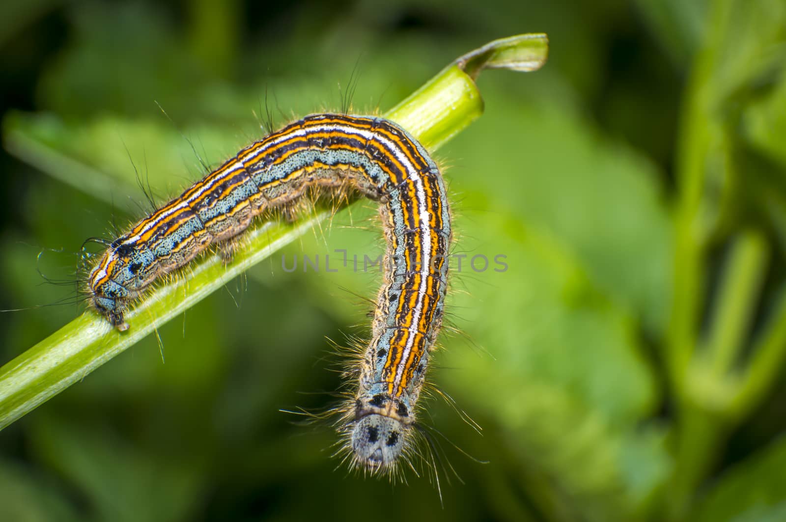 small colorful caterpillar on green leaf in blooming nature