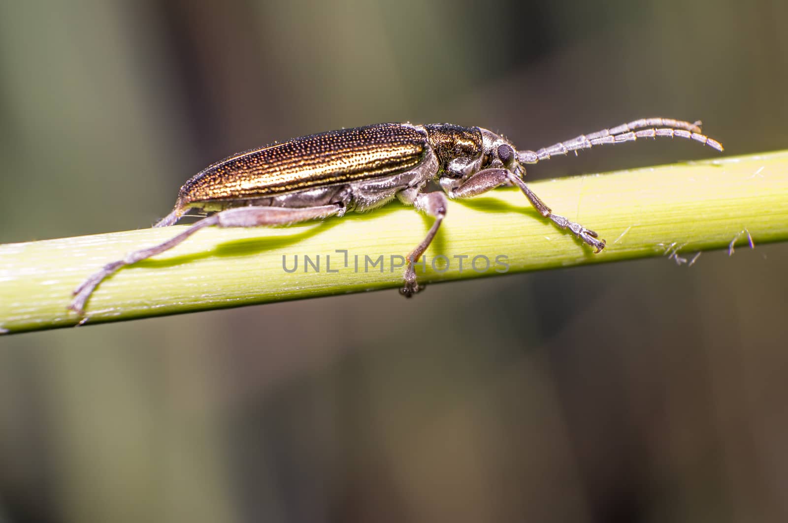 small iridescent glittering beetle on blade of grass