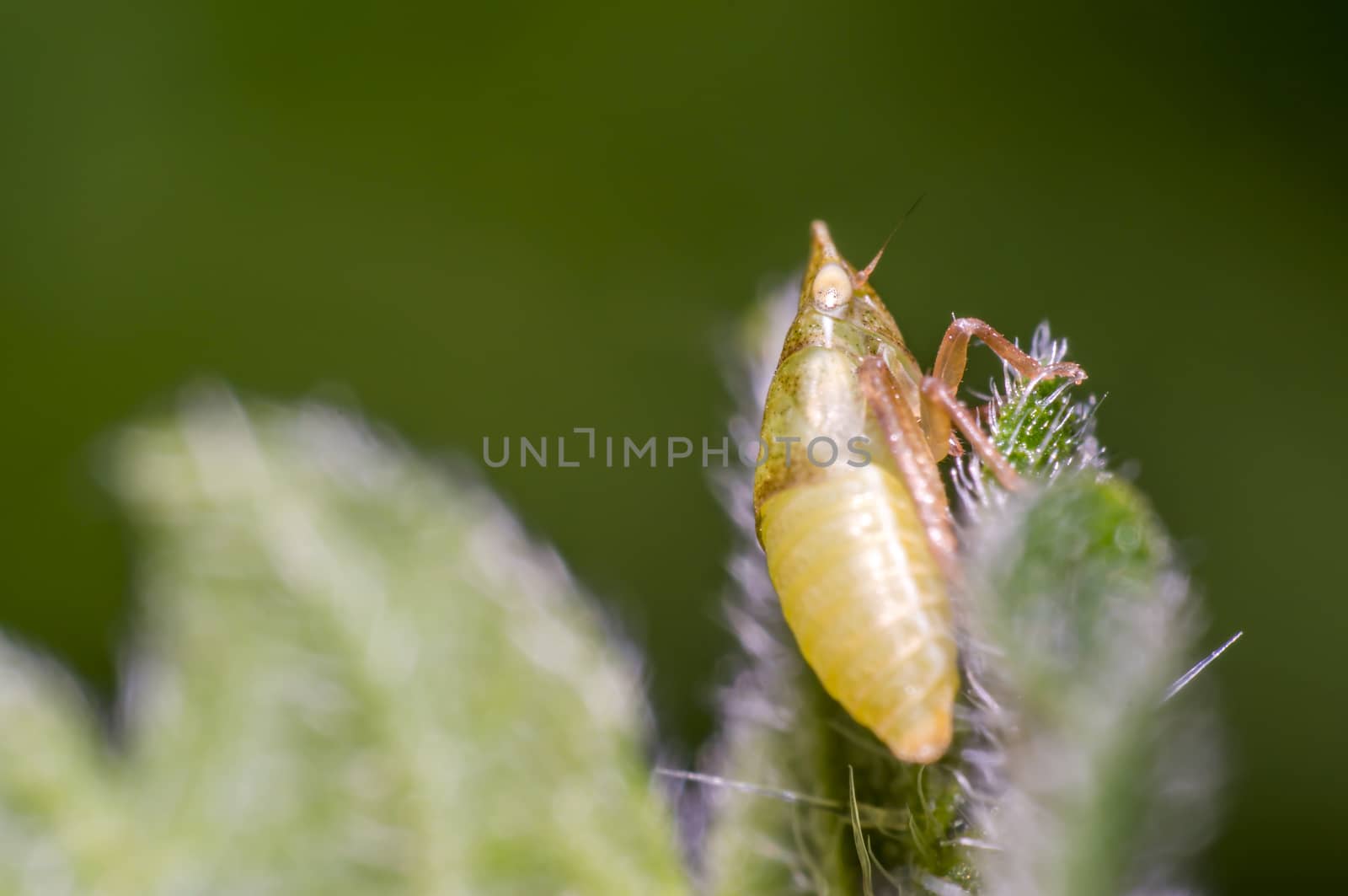 yellow cicada on green nettle leaf in the beautiful nature