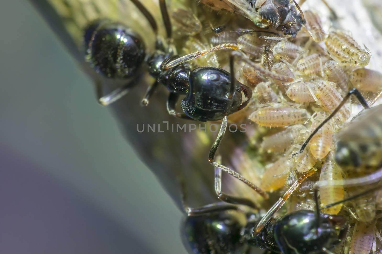 small black shiny ants milking aphids on an old tree