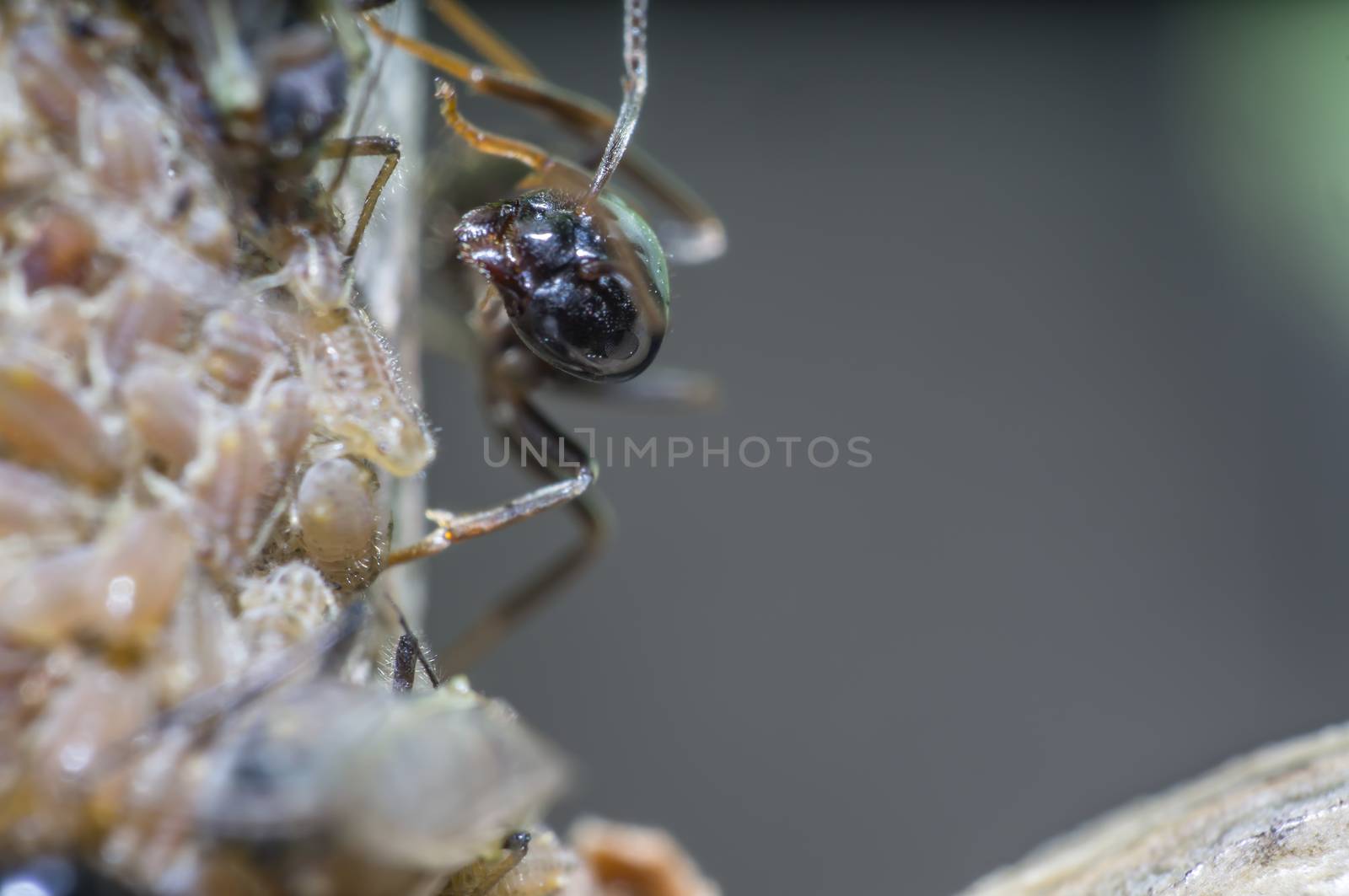 small black shiny ants milking aphids on an old tree