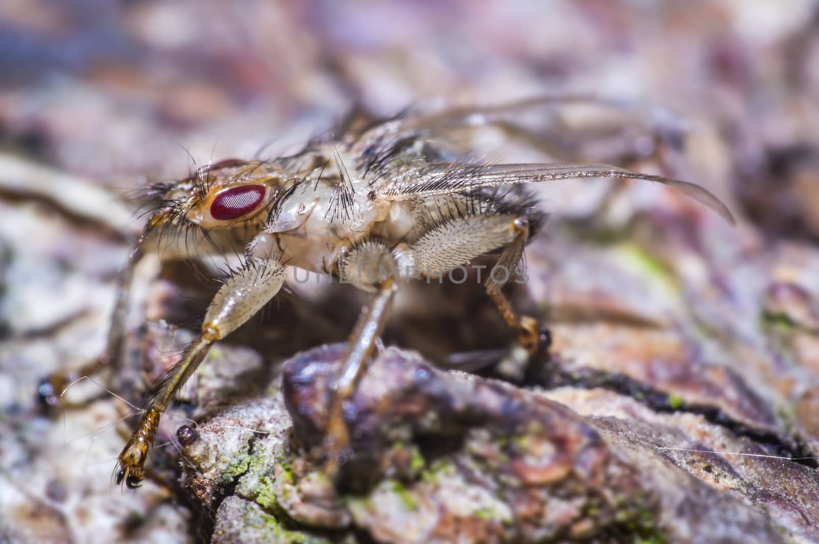 small louse fly on a tree in nature forest