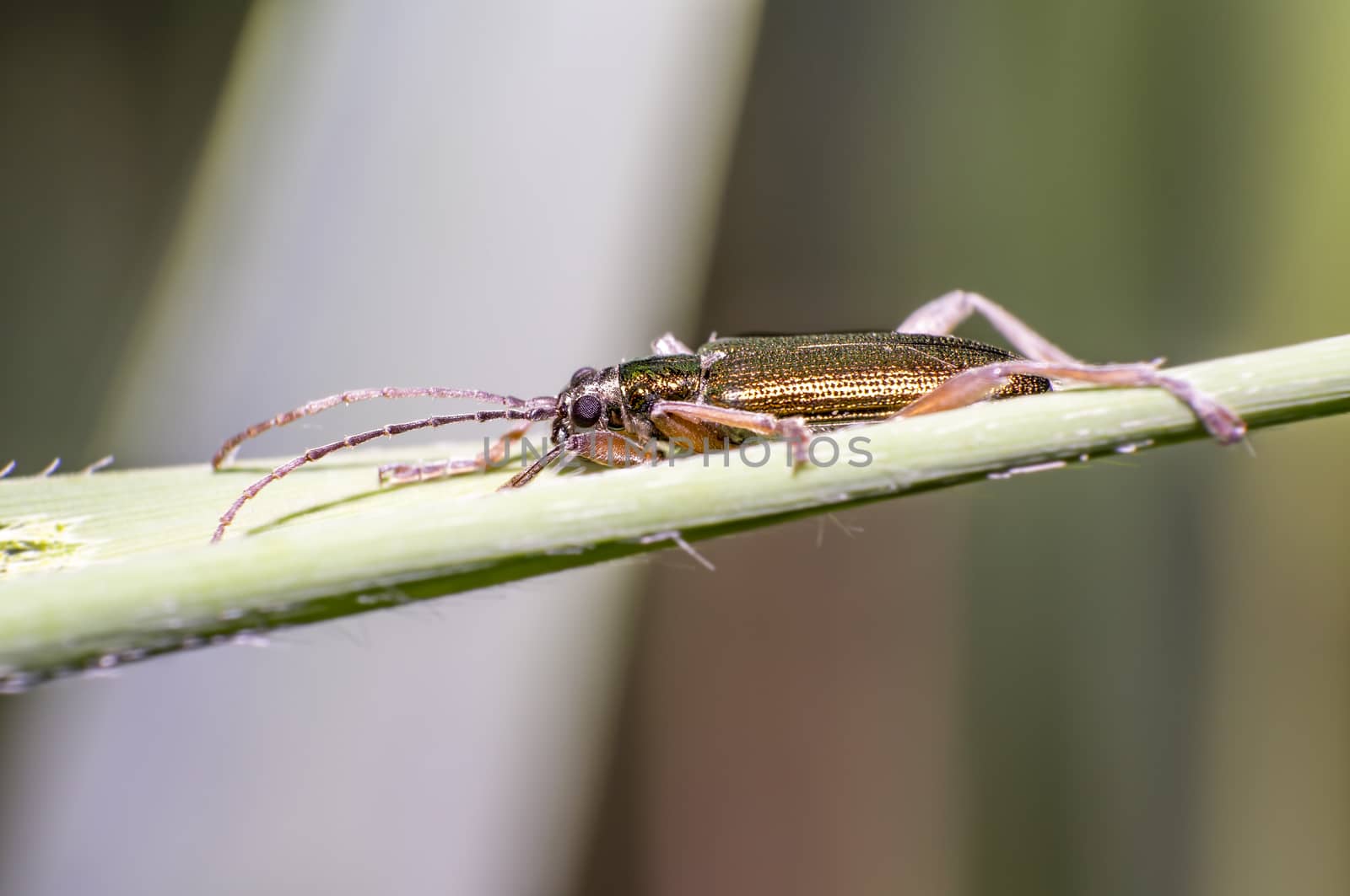 small iridescent glittering beetle on blade of grass