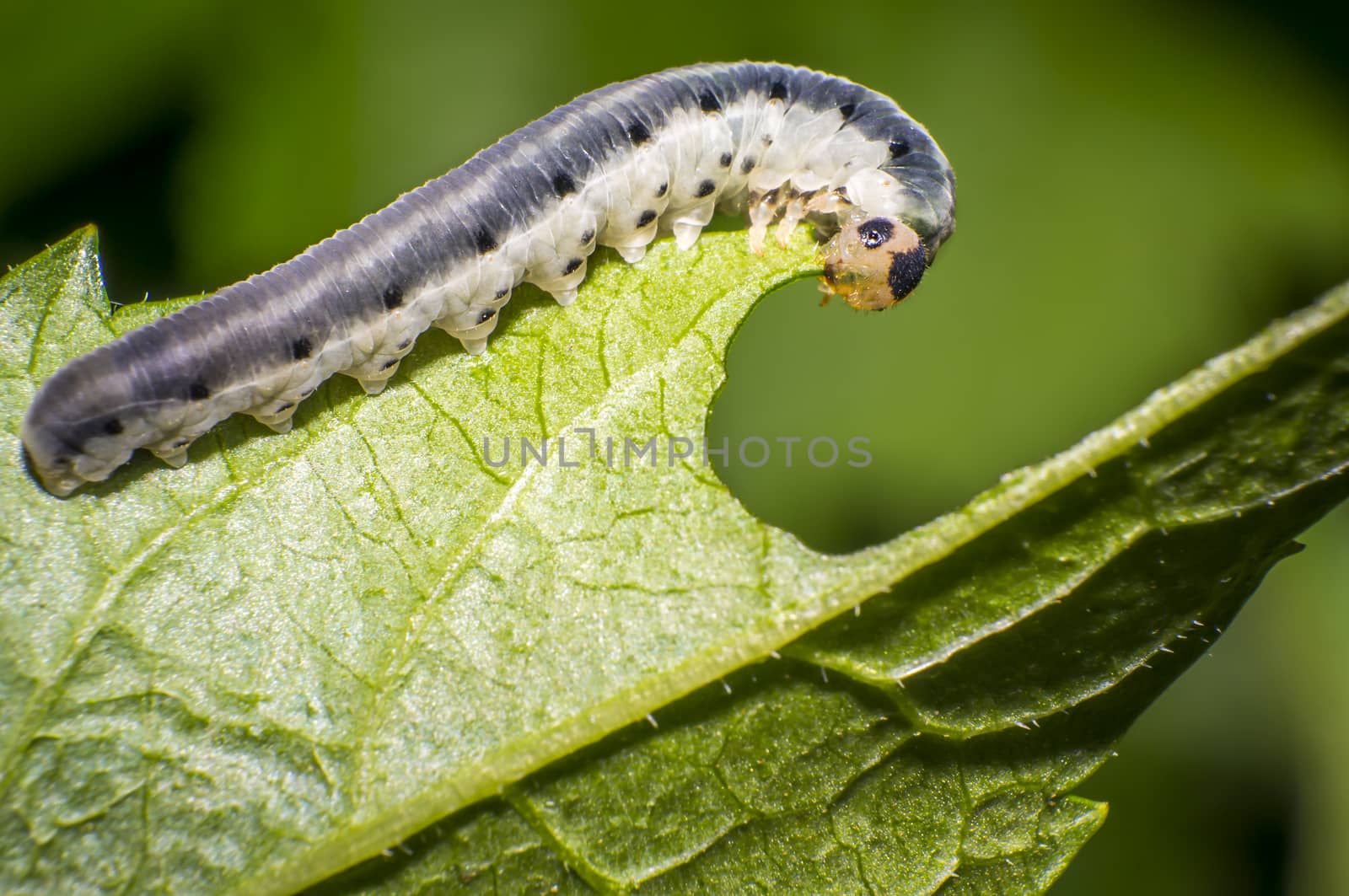 small colorful caterpillar on green leaf in blooming nature