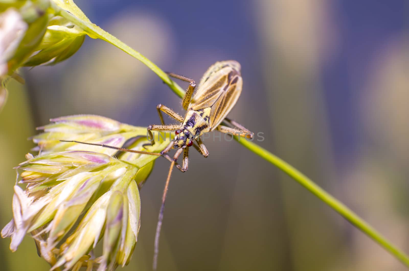 little striped beetle on a blade of grass in the season meadow