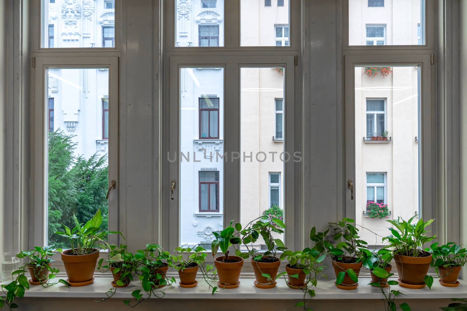 large window with interior flowers on the windowsill.
