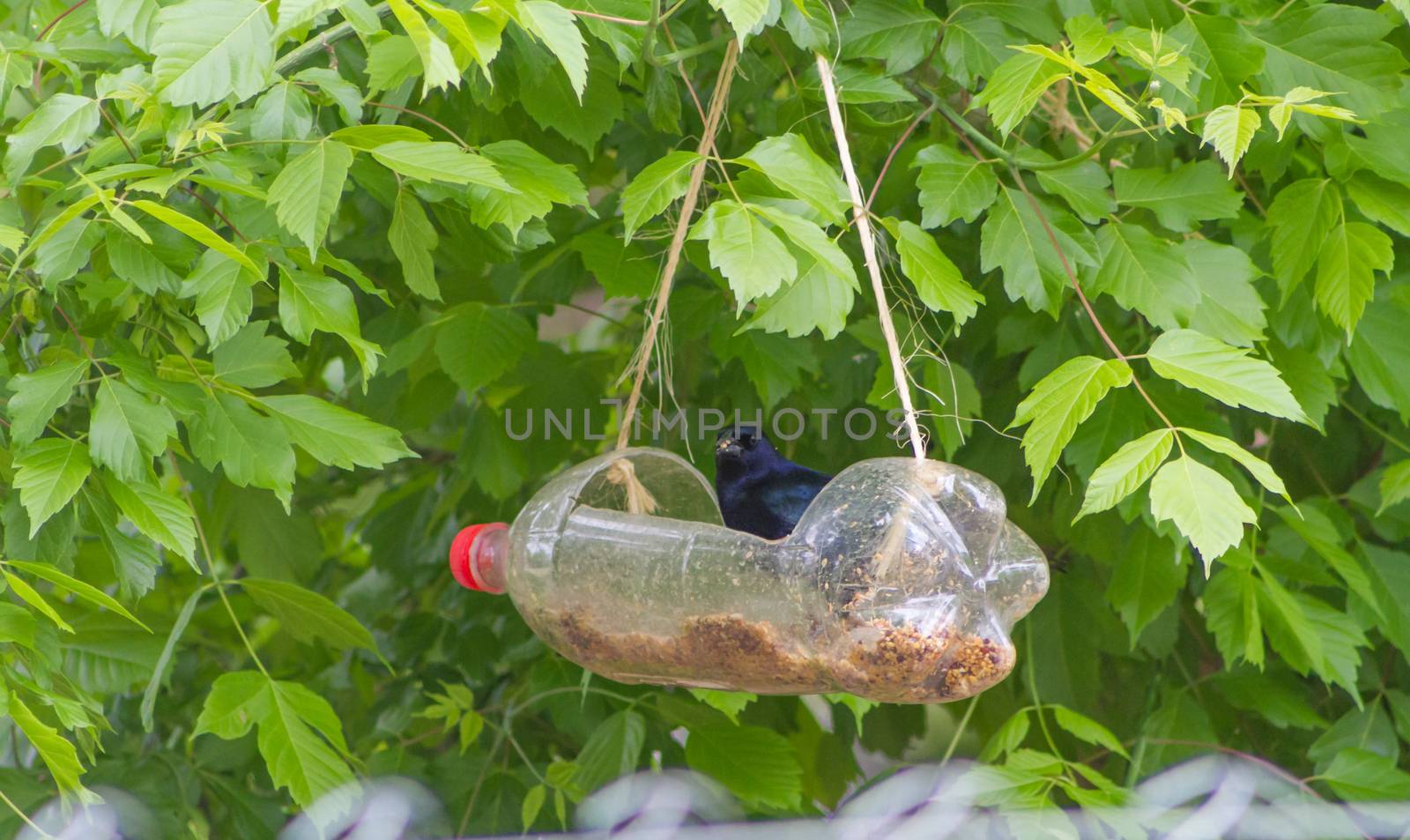 feeders and drinkers for birds made with recycled plastic bottles