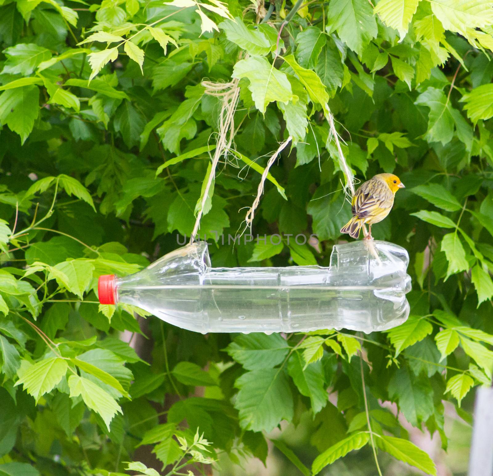 feeders and drinkers for birds made with recycled plastic bottles