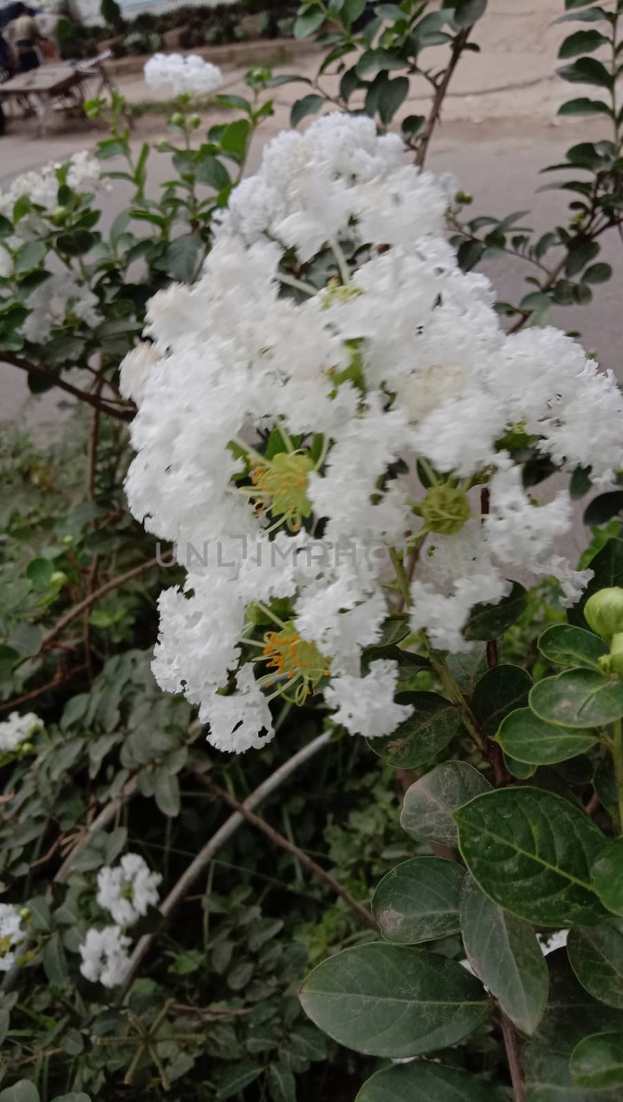 white colored beautiful flower with green leaf