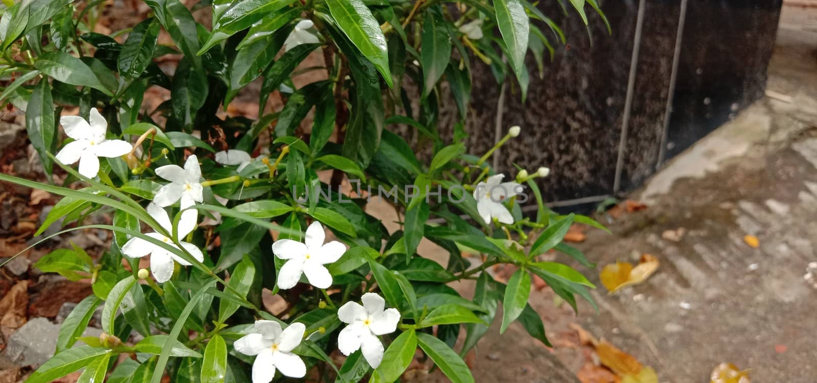 white colored beautiful flower closeup by jahidul2358