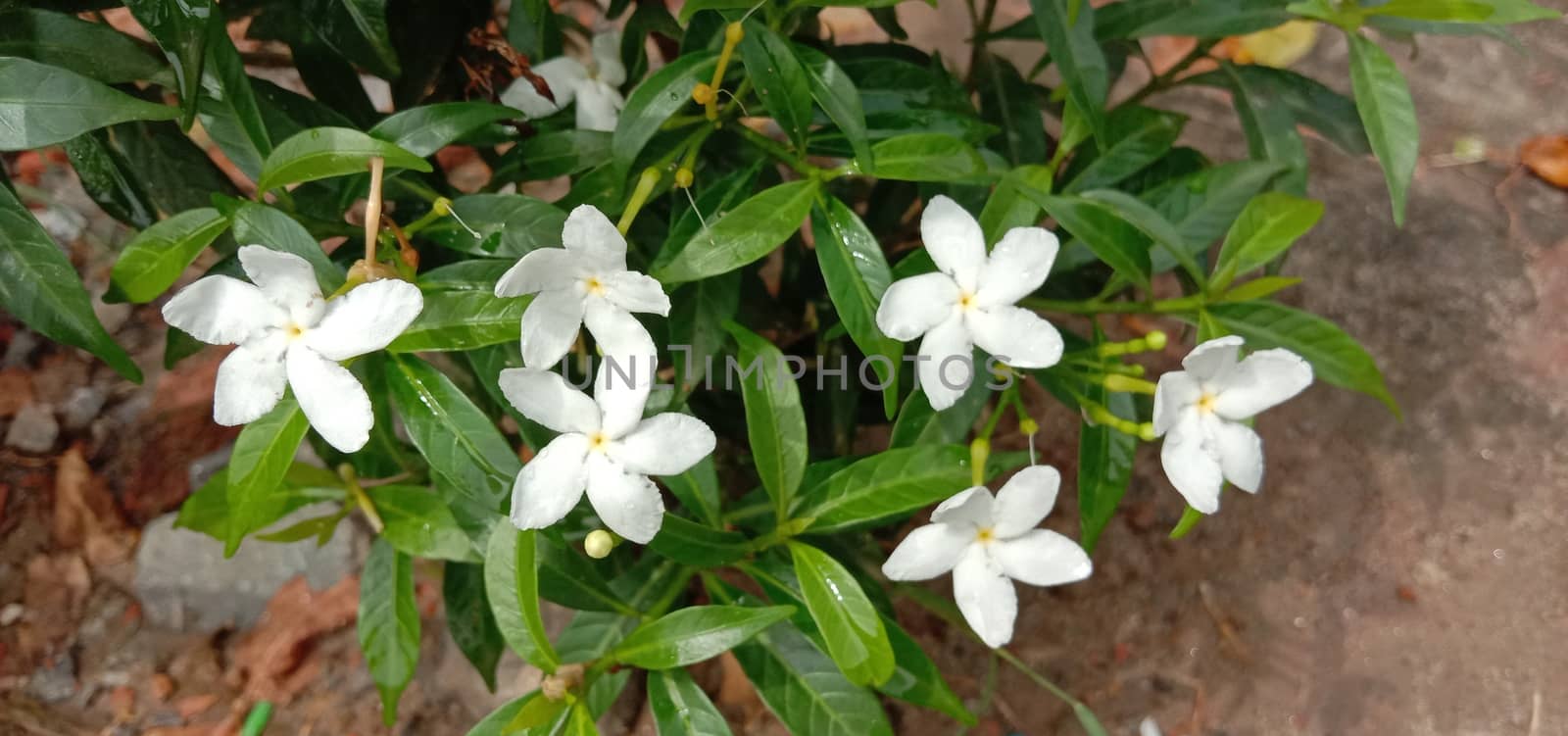 white colored beautiful flower closeup by jahidul2358