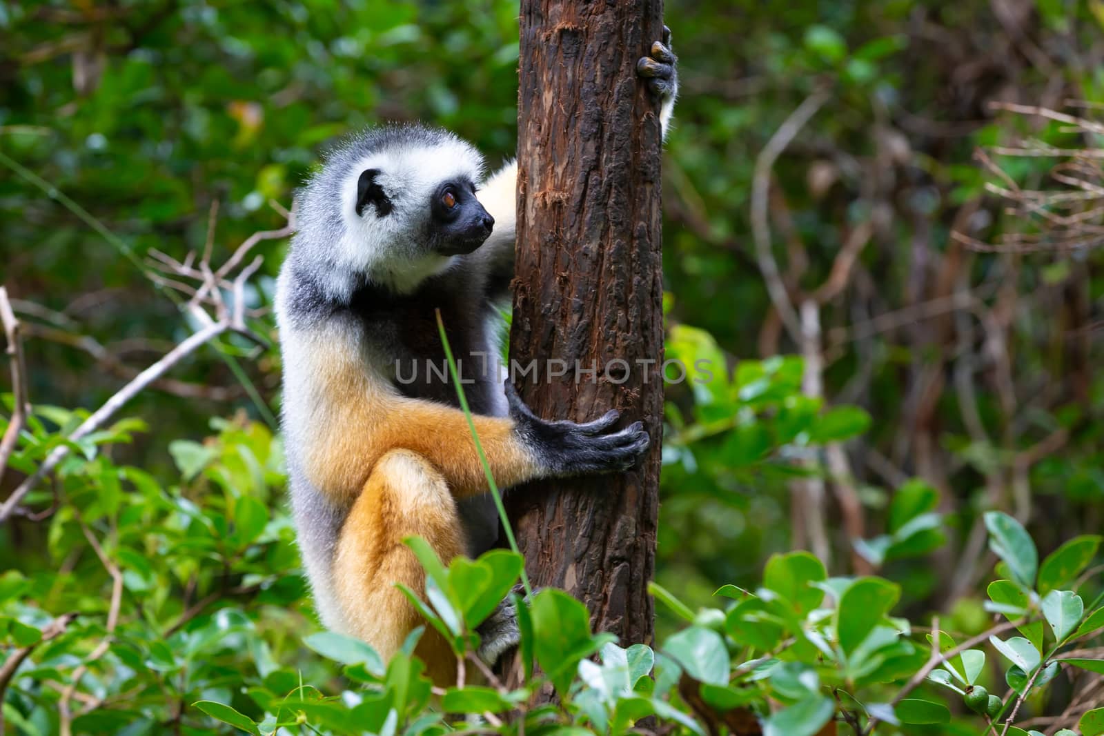 One diademed sifaka in its natural environment in the rainforest on the island of Madagascar