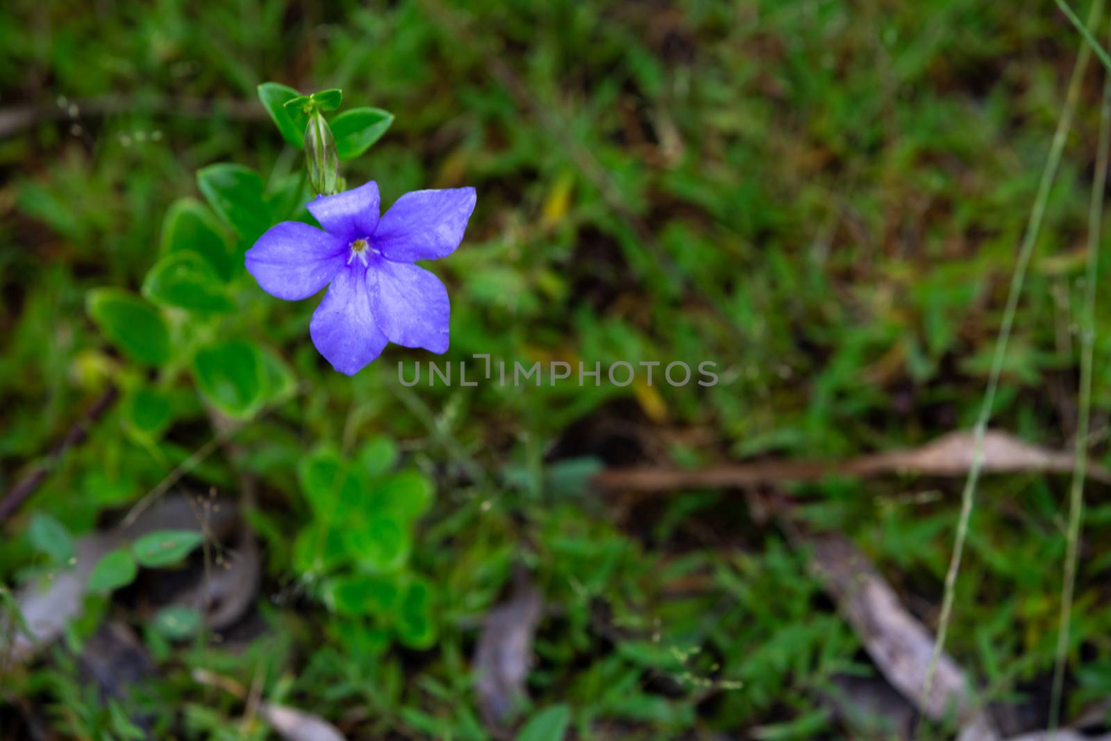 One purple native flower of the island of Madagascar