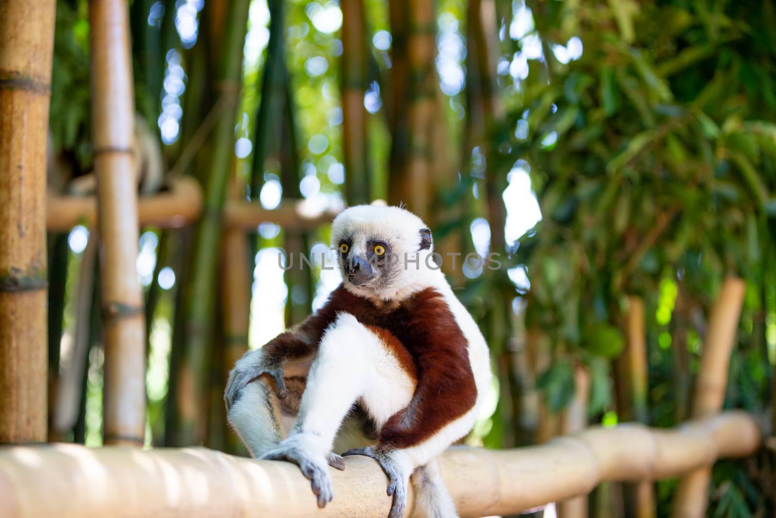 The Coquerel Sifaka in its natural environment in a national park on the island of Madagascar by 25ehaag6