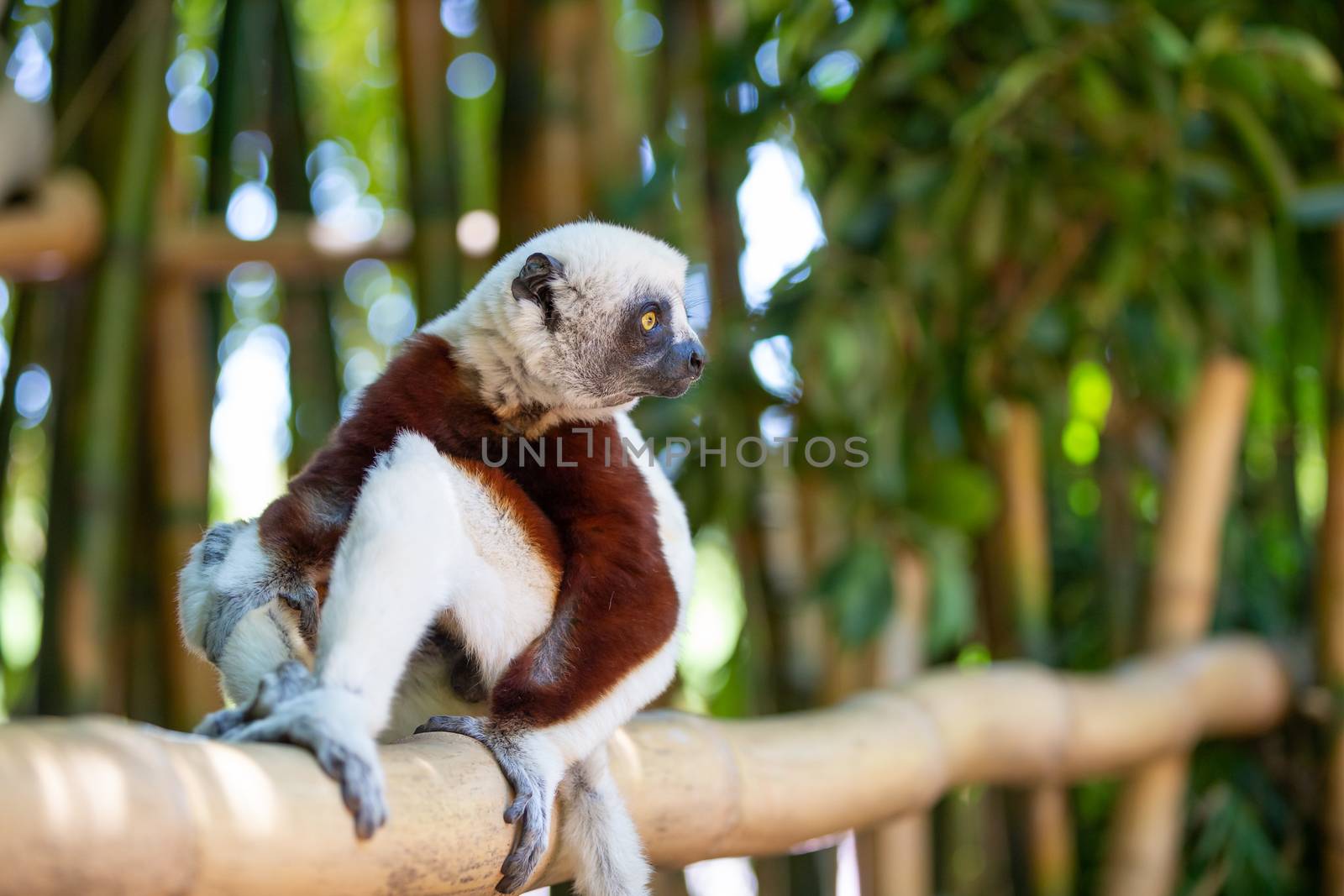 The Coquerel Sifaka in its natural environment in a national park on the island of Madagascar.