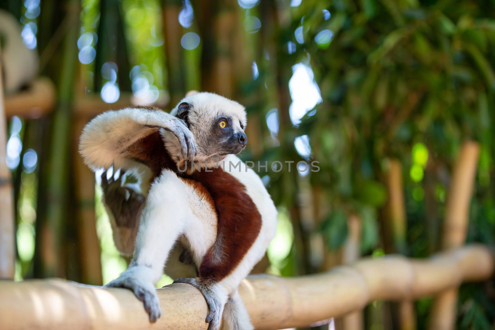 The Coquerel Sifaka in its natural environment in a national park on the island of Madagascar by 25ehaag6