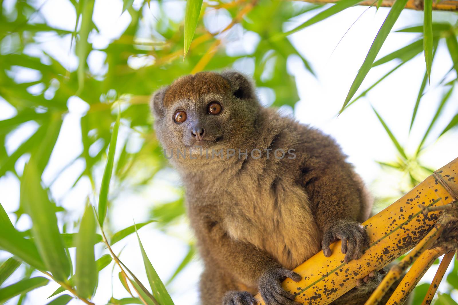 A bamboo lemur sits on a branch and watches the visitors to the national park by 25ehaag6