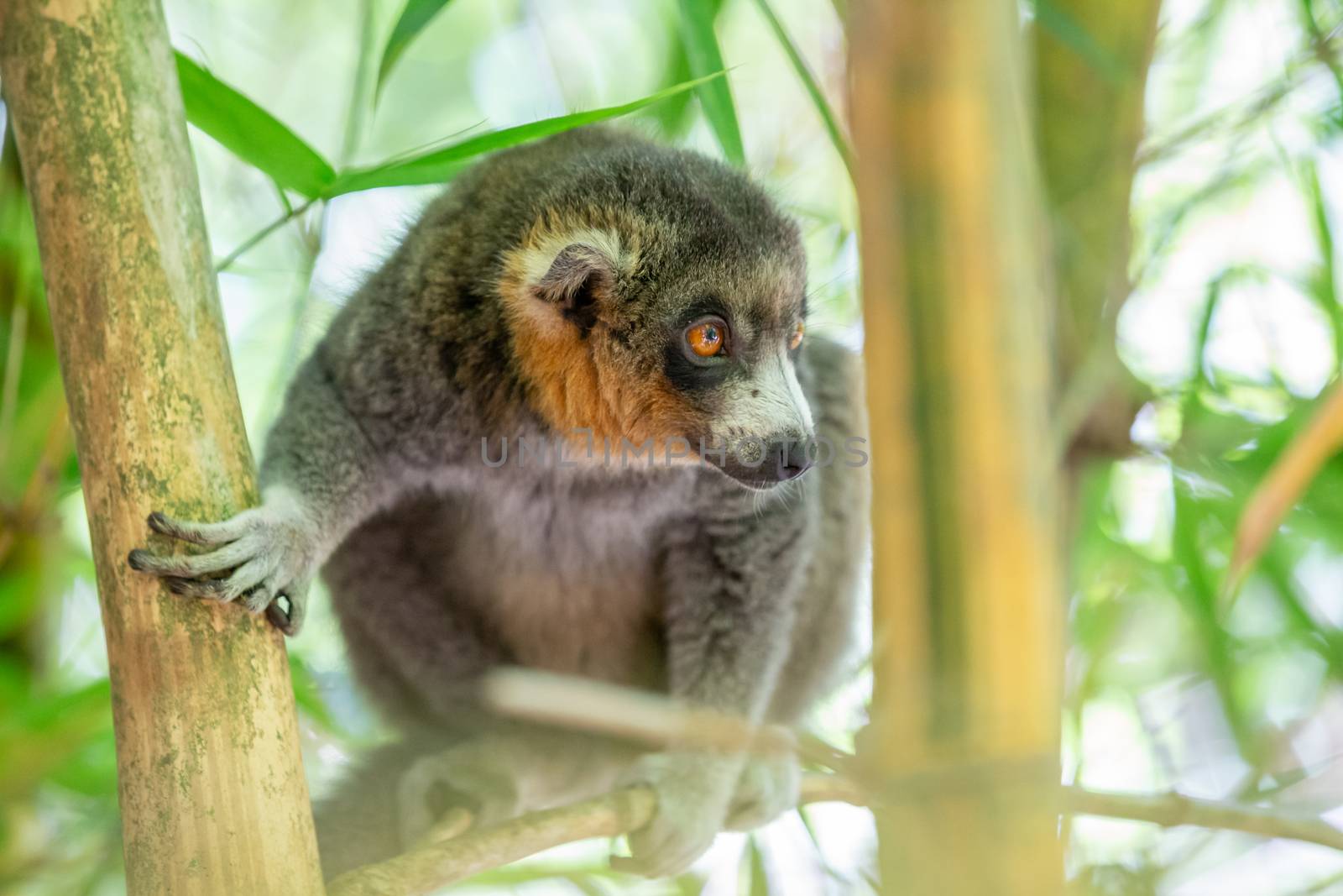 A lemur sits on a branch and watches the visitors to the national park.