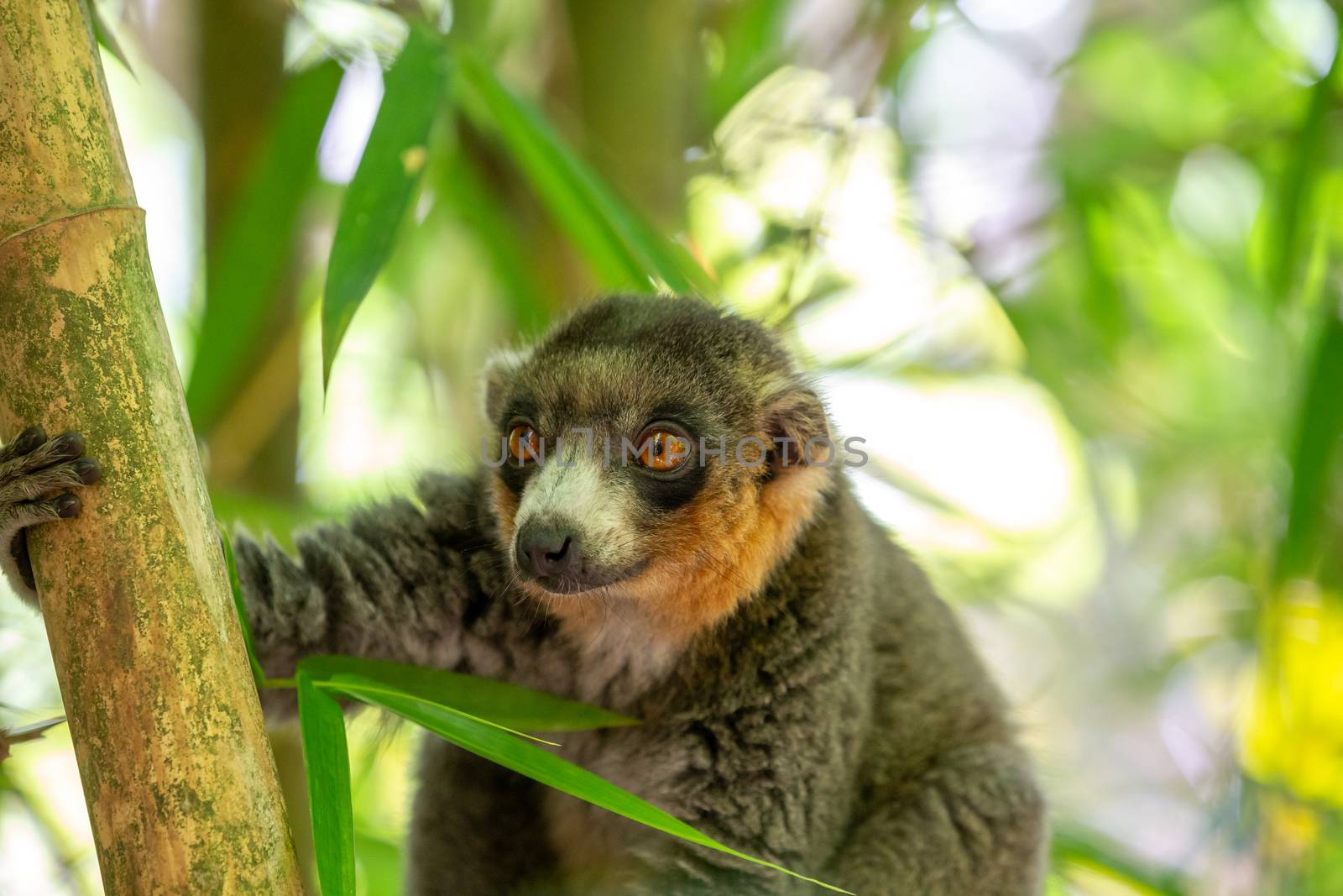 A lemur sits on a branch and watches the visitors to the national park.