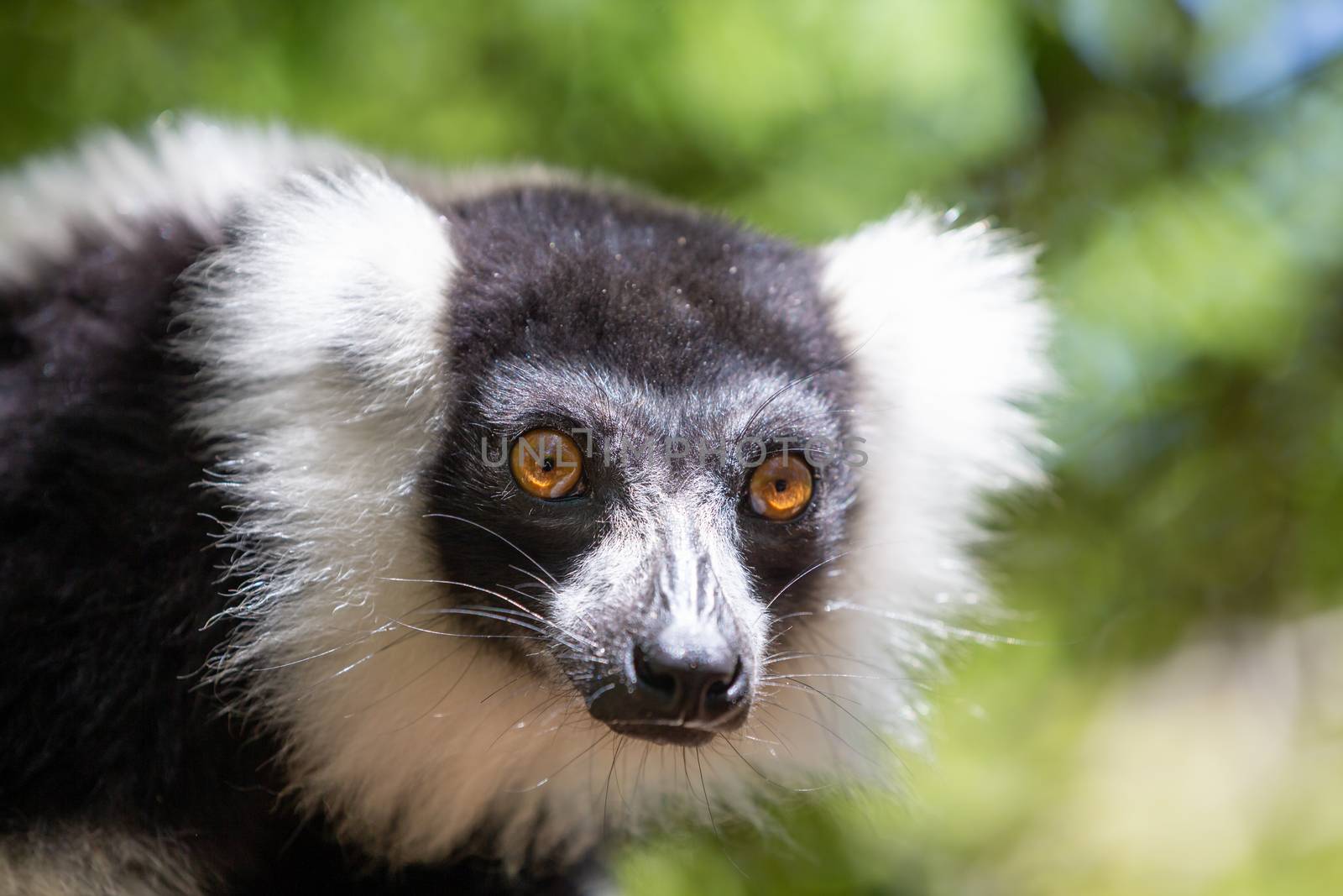 A black and white Vari Lemur looks quite curious.