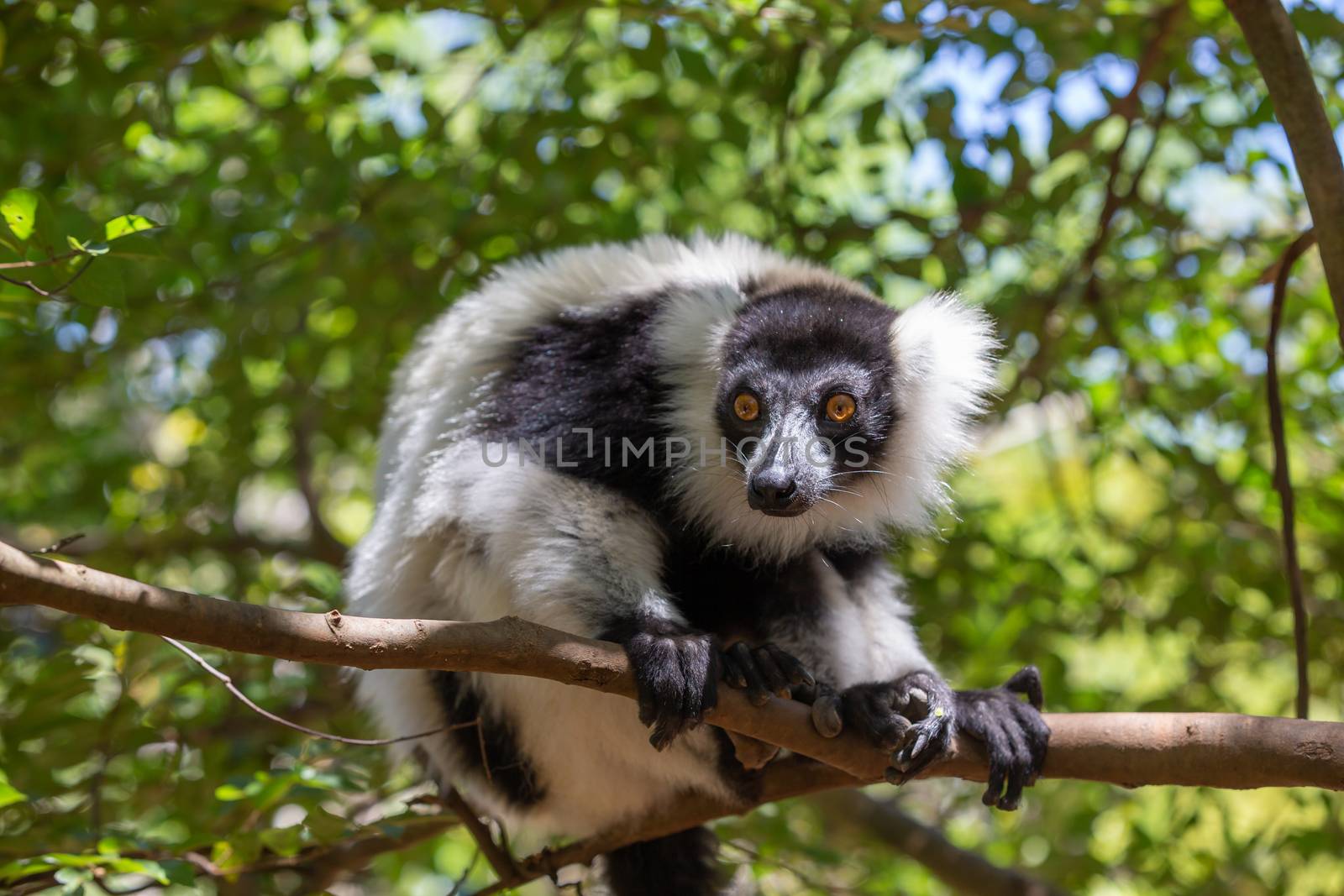 A black and white Vari Lemur looks quite curious.