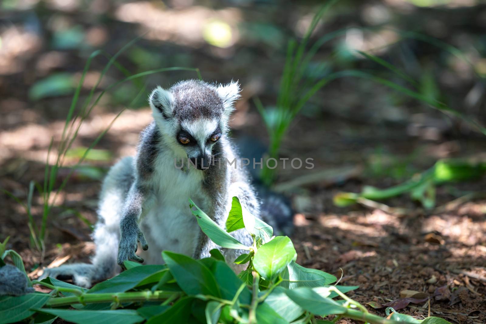 A funny ring-tailed lemur in its natural environment.