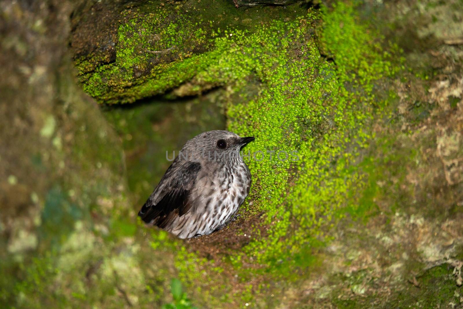 A small gray native bird in its nest.