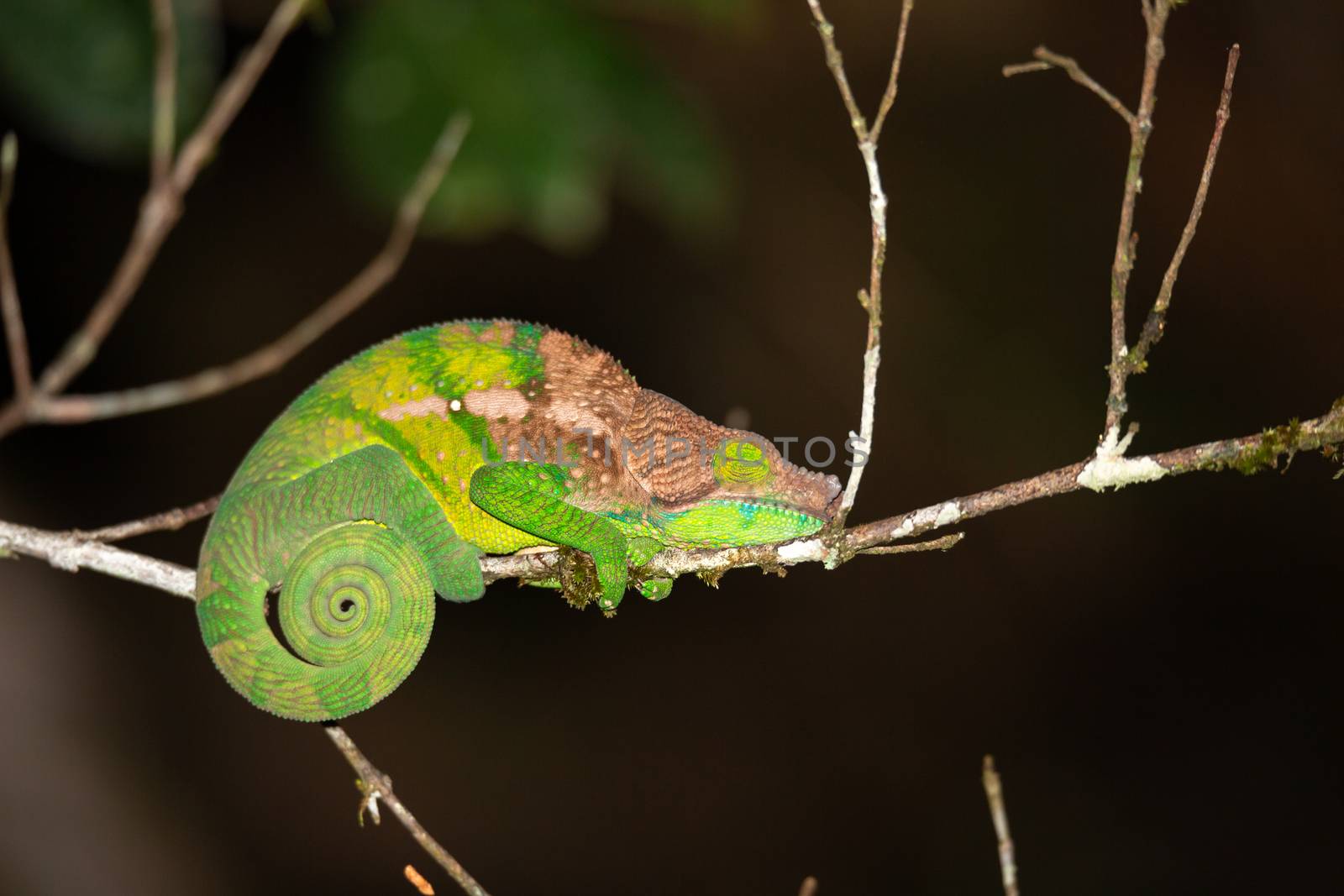 Colorful chameleon in a close-up in the rainforest in Madagascar by 25ehaag6