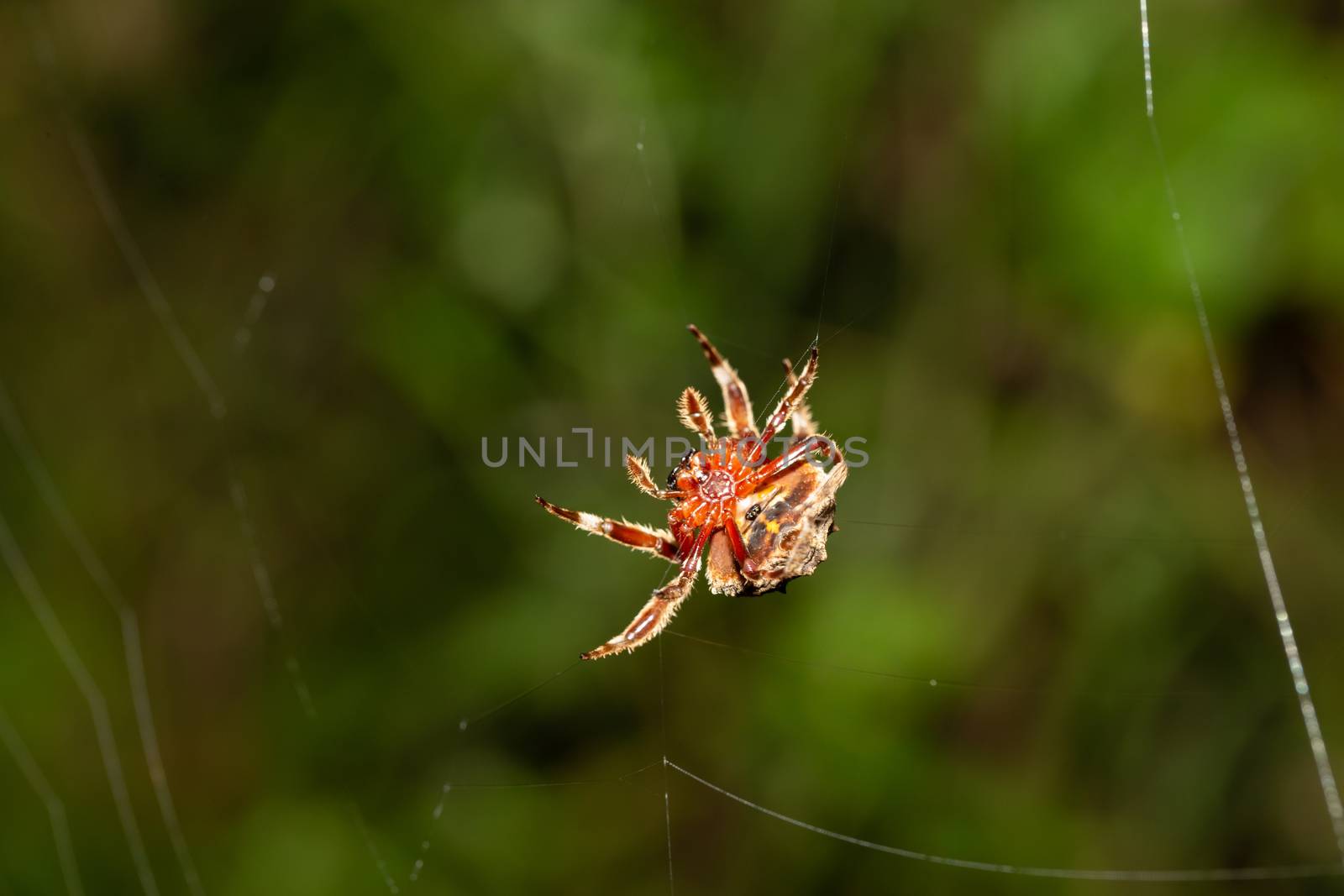 A spider weaves its web in the rainforest by 25ehaag6